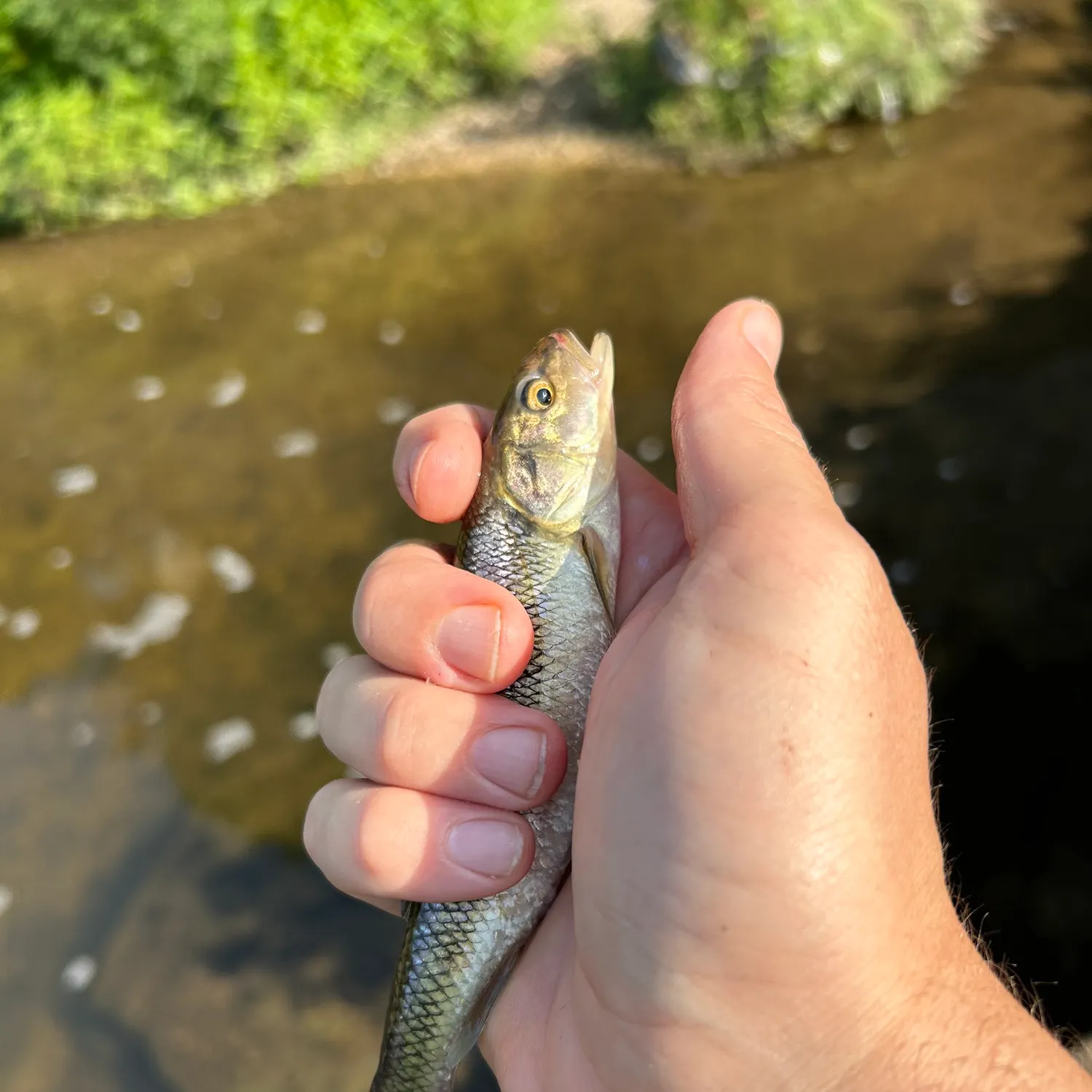 The most recent Hornyhead chub catches on Fishbrain