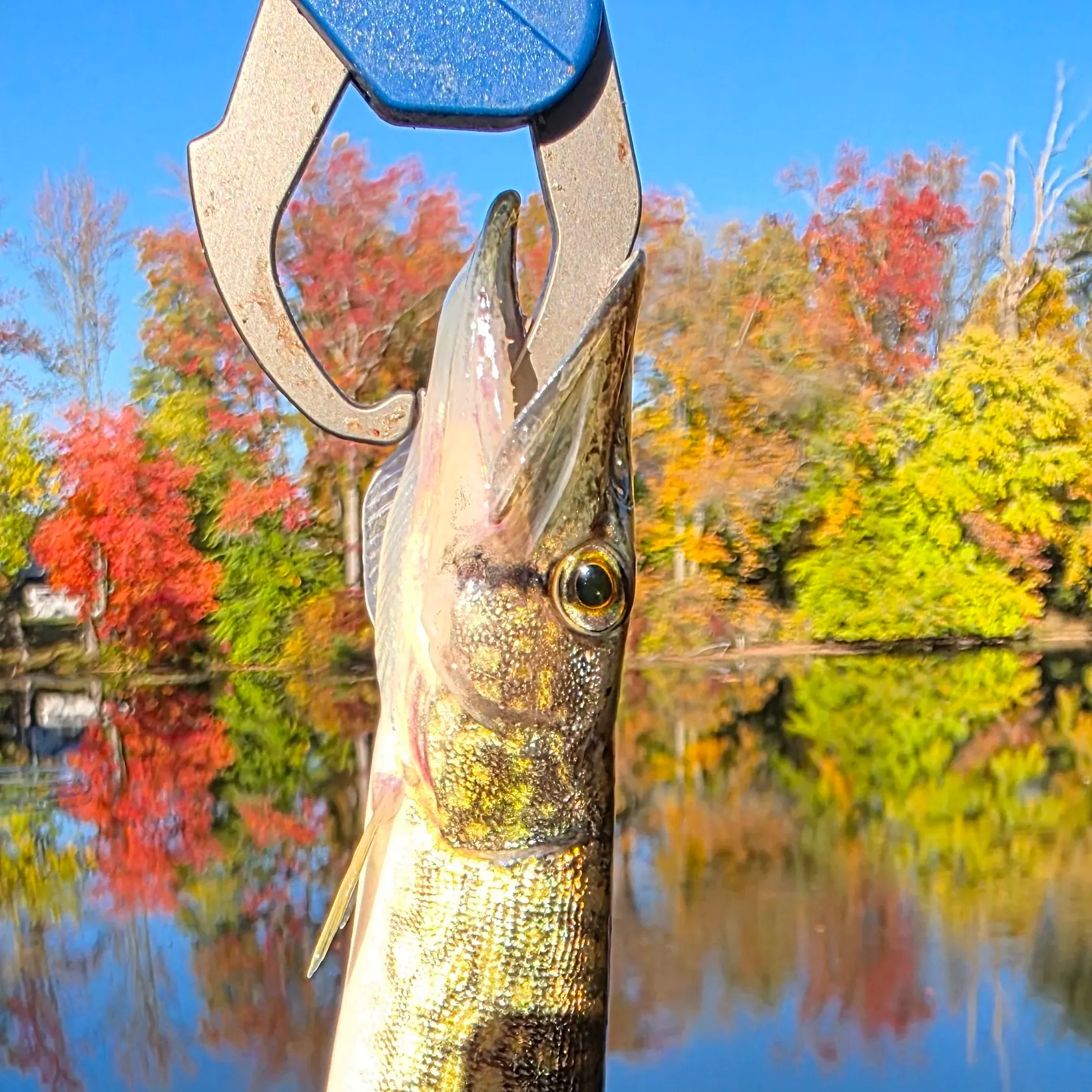 Chain pickerel caught on Fishbrain