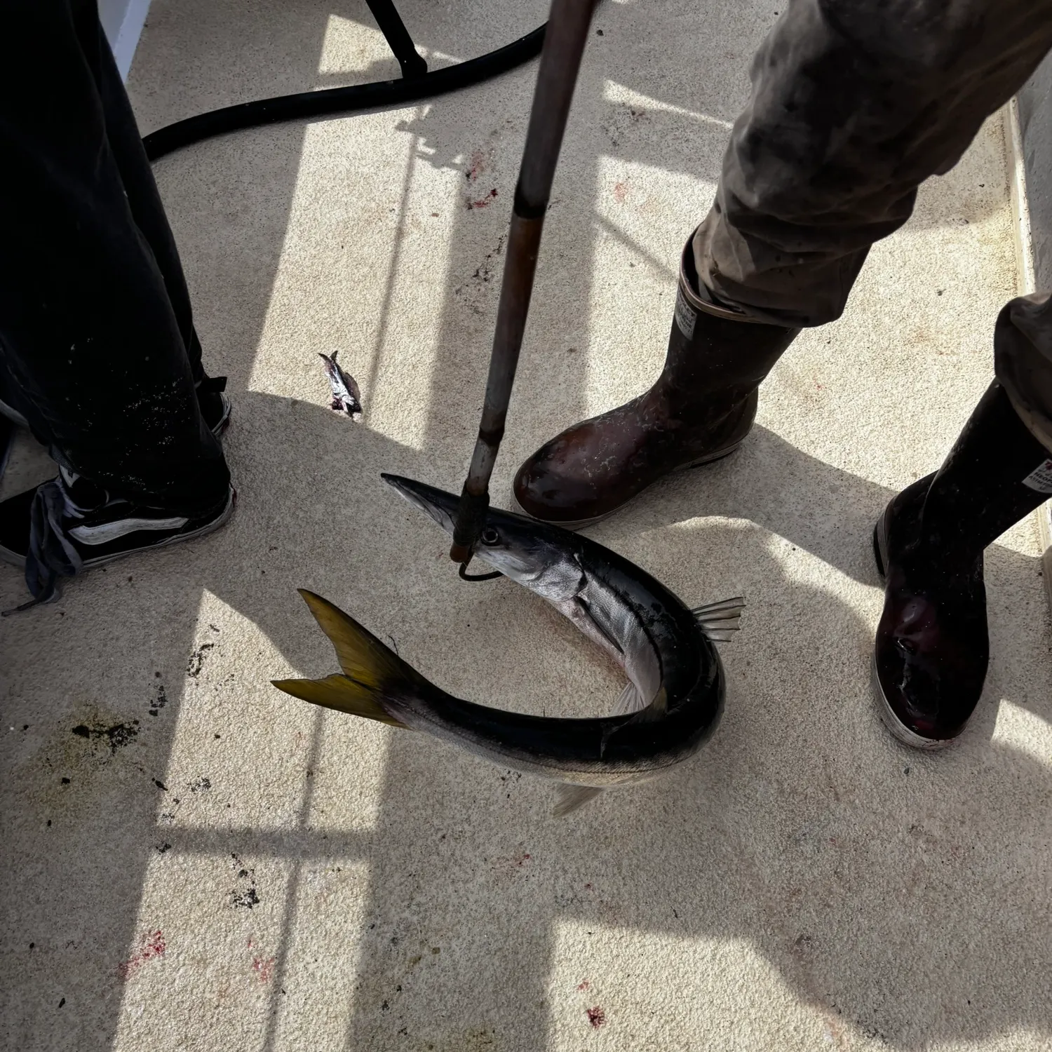 The most recent Pacific barracuda catches on Fishbrain