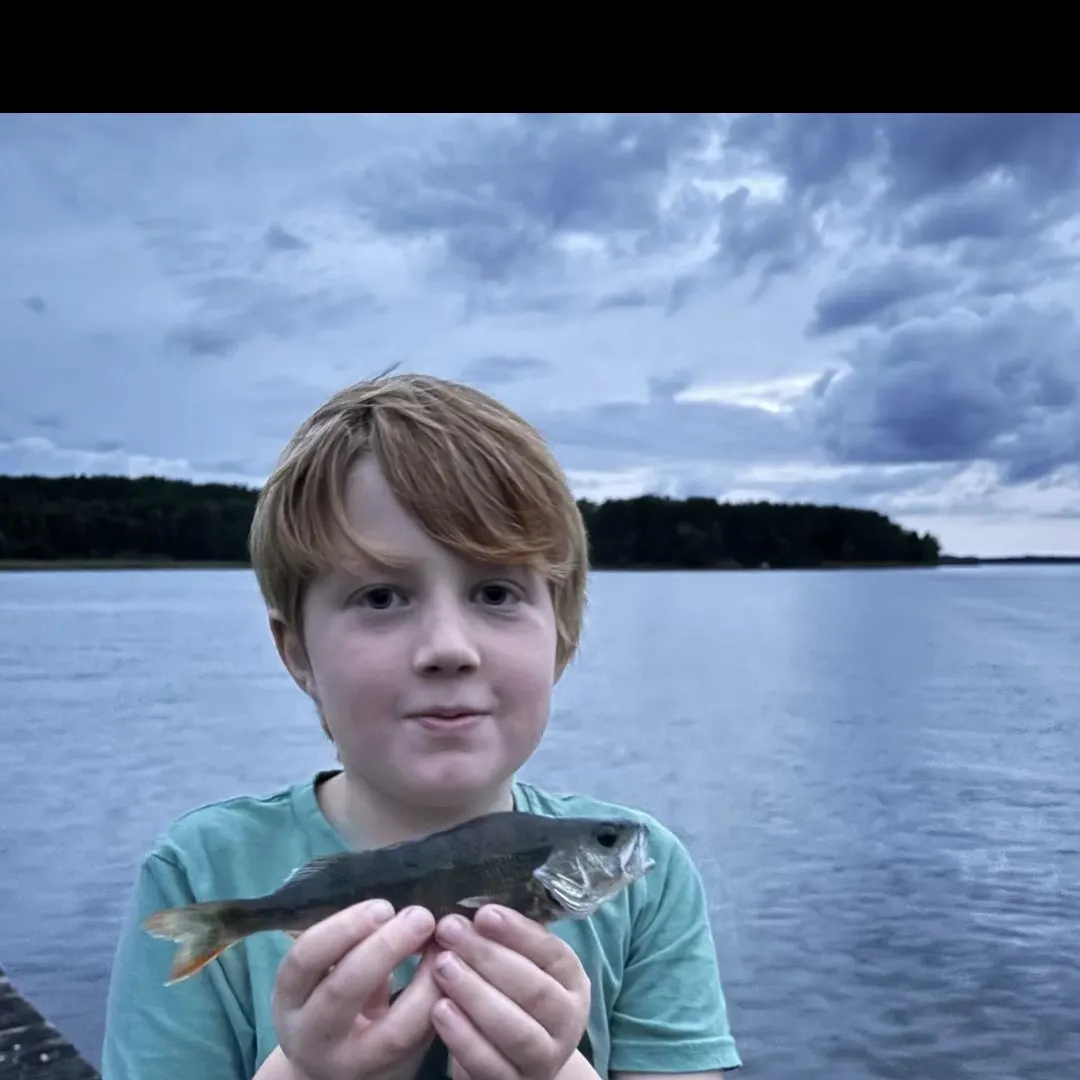 European perch caught on Fishbrain