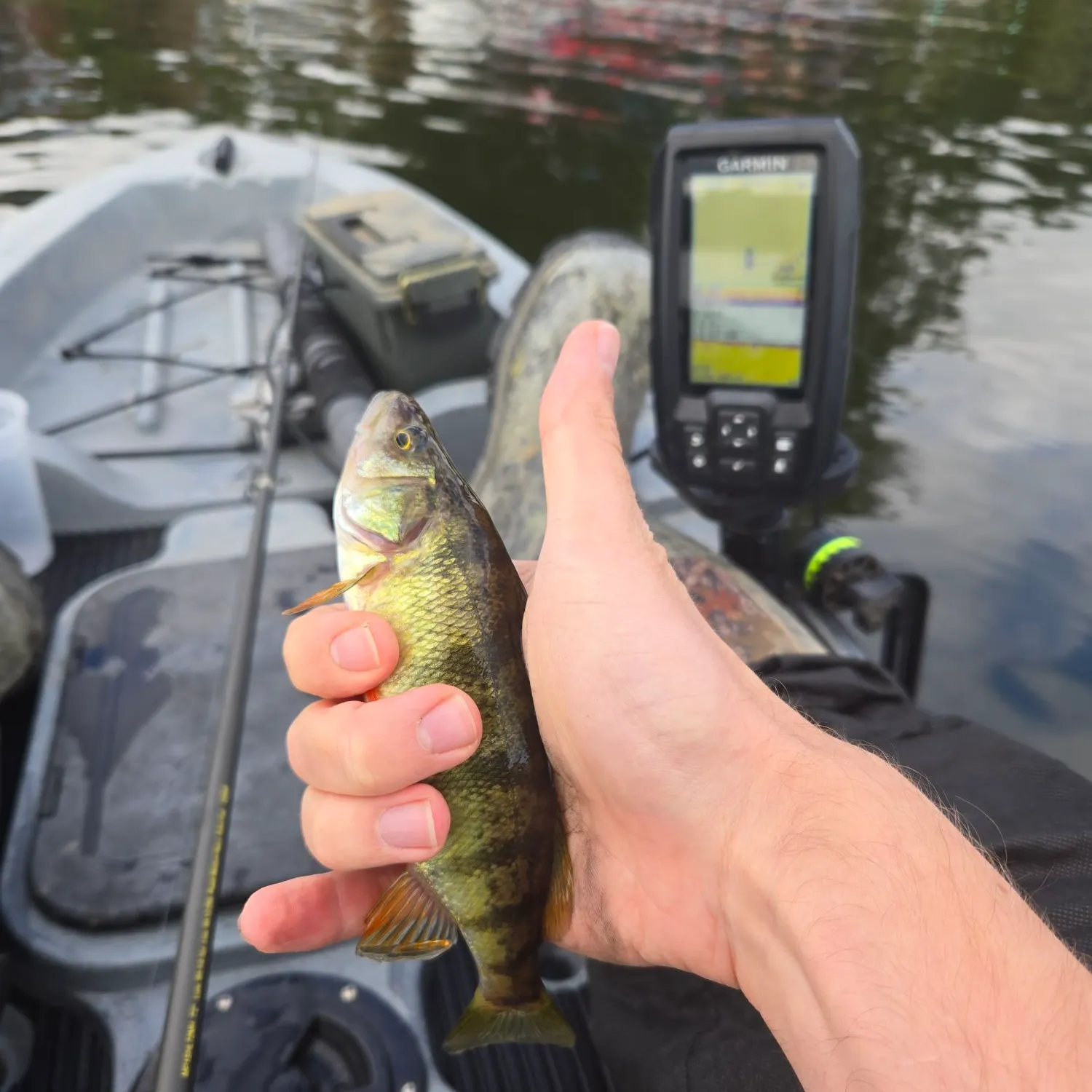 Yellow perch caught on Fishbrain