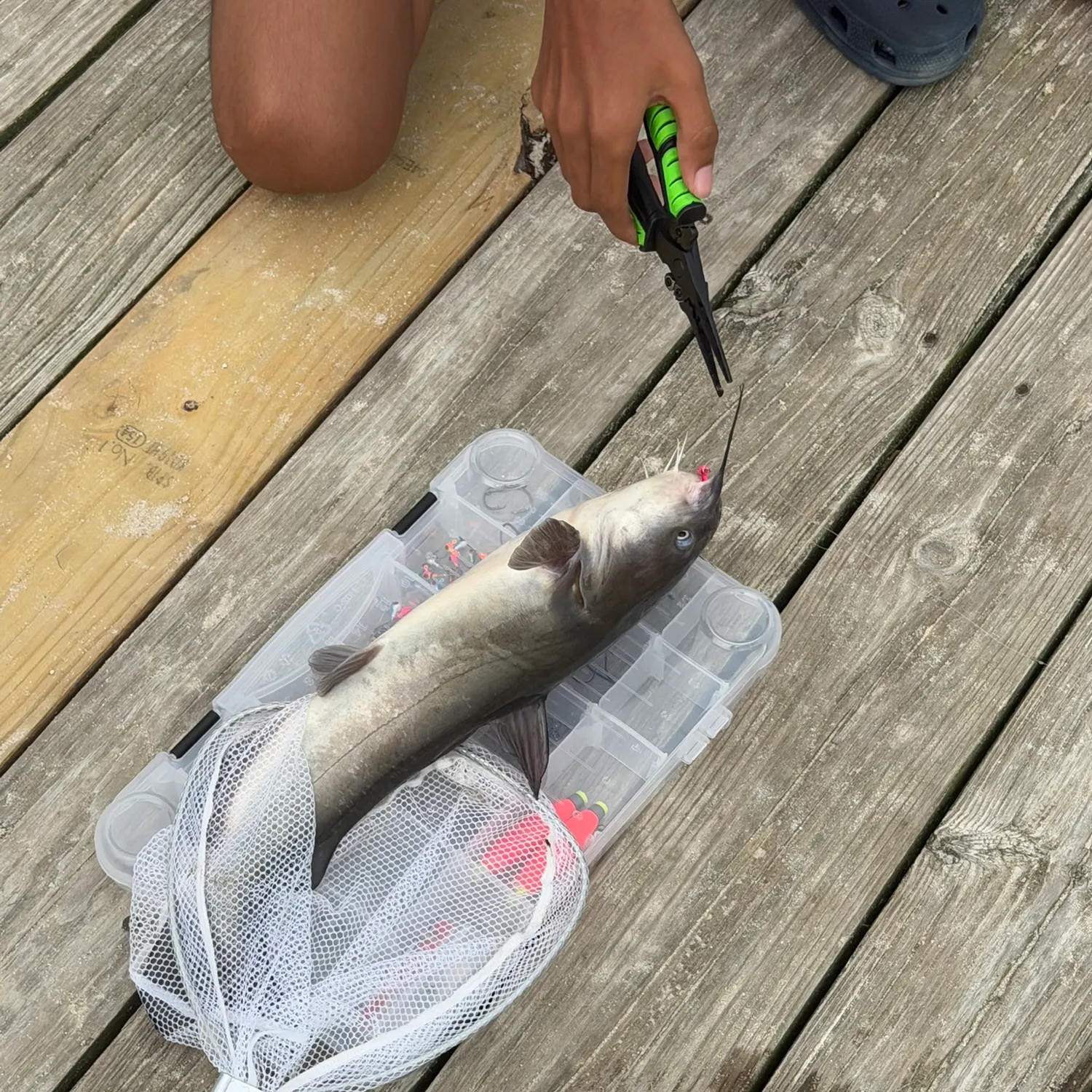 White bullhead caught on Fishbrain