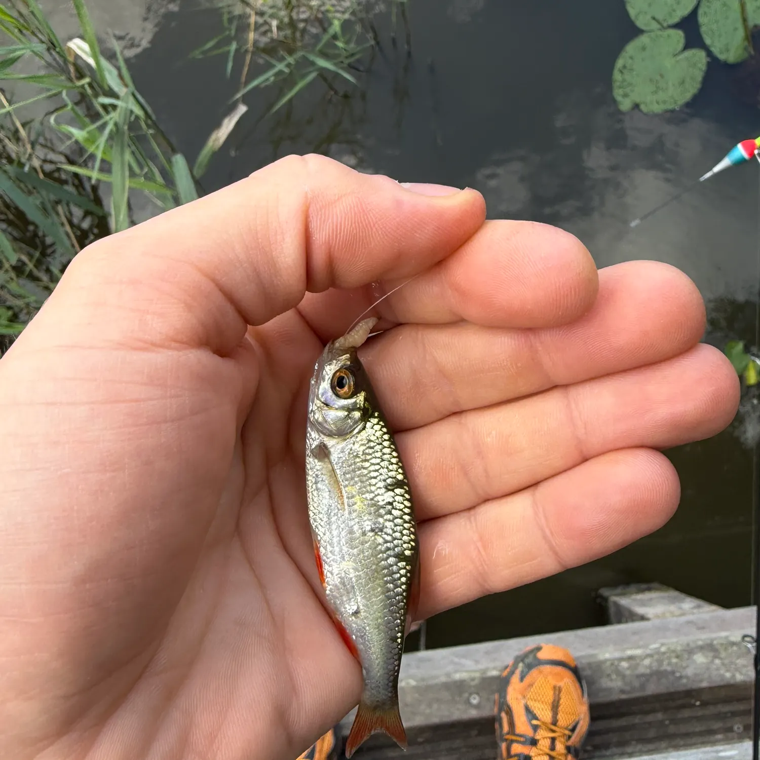 Common roach caught on Fishbrain