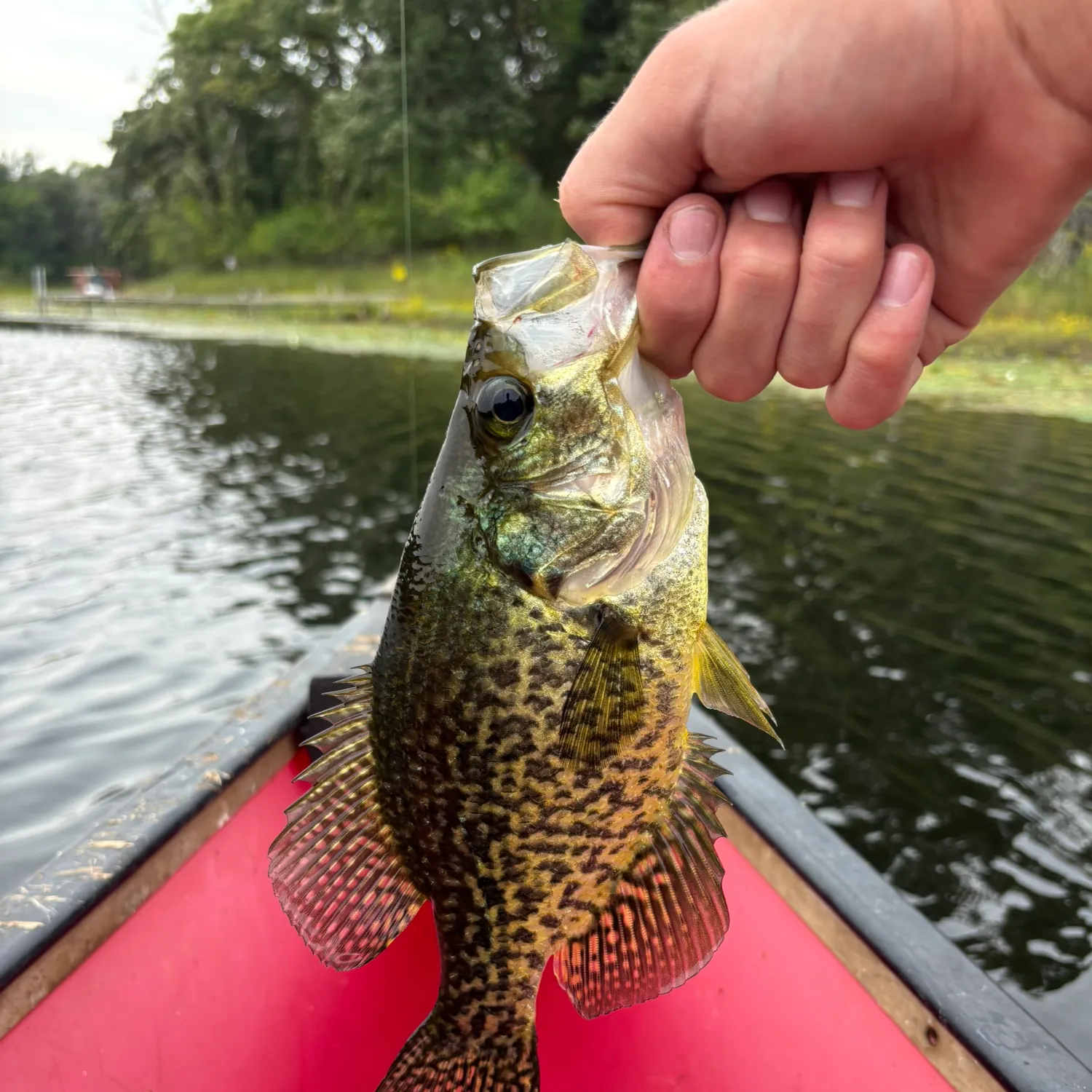 Black crappie caught on Fishbrain