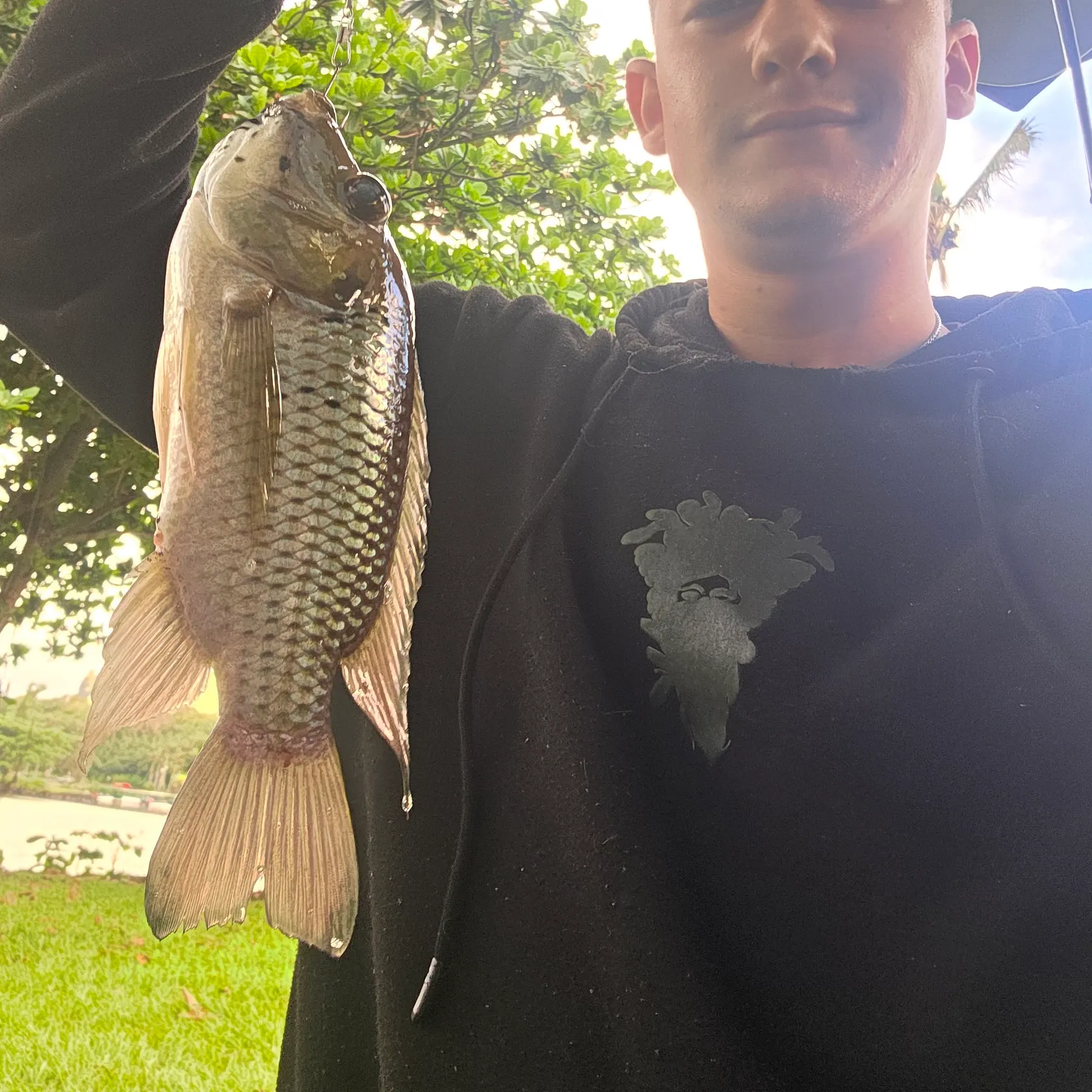 Nile tilapia caught on Fishbrain