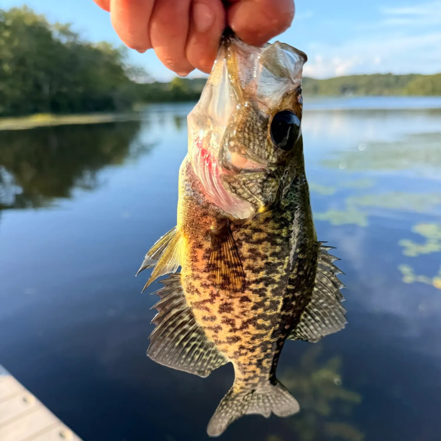 Black crappie caught on Fishbrain