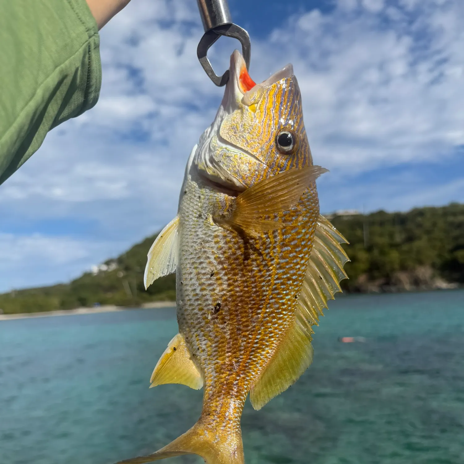 The most recent White grunt catches on Fishbrain