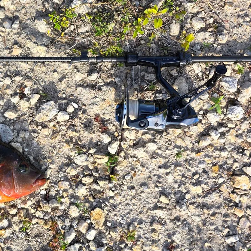 The most recent Mayan cichlid catches on Fishbrain