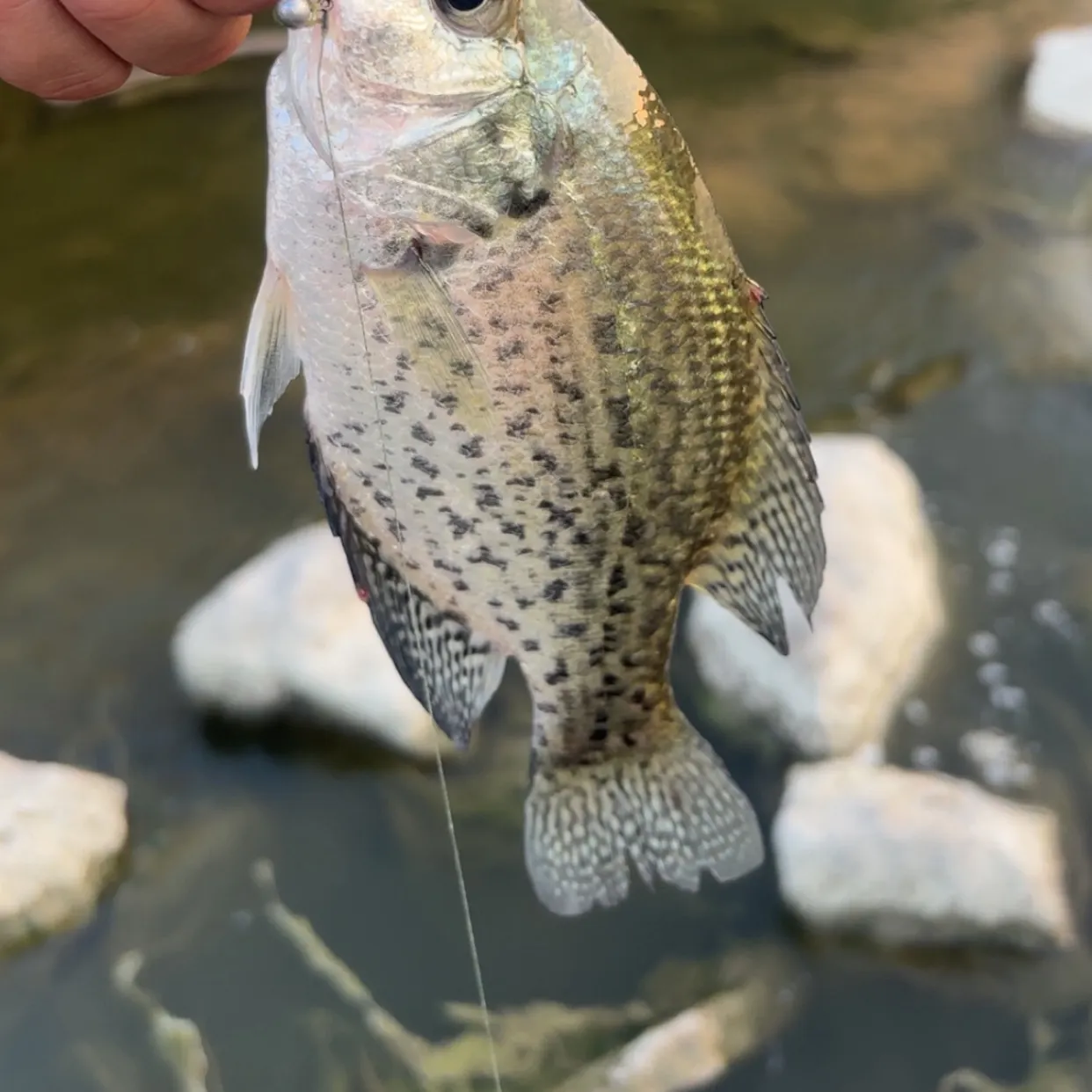 Black crappie caught on Fishbrain