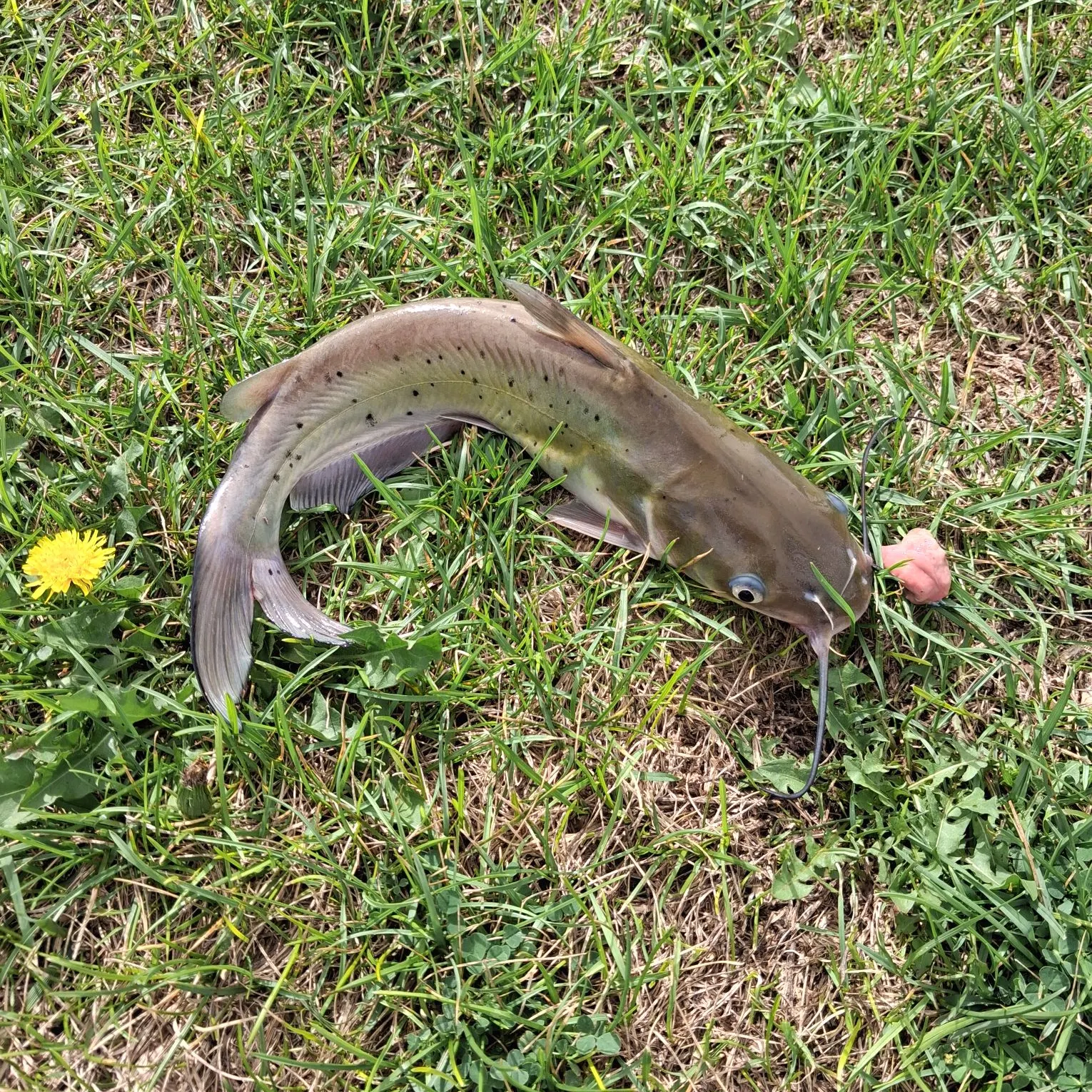 Channel catfish caught on Fishbrain