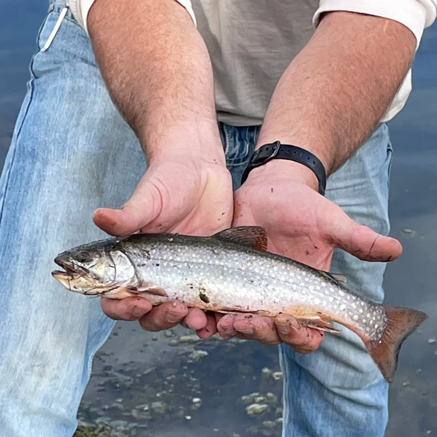 Brook trout caught on Fishbrain