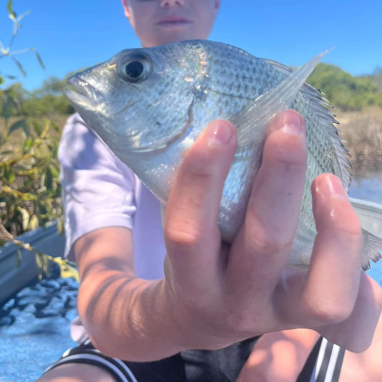 The most recent Surf bream catches on Fishbrain