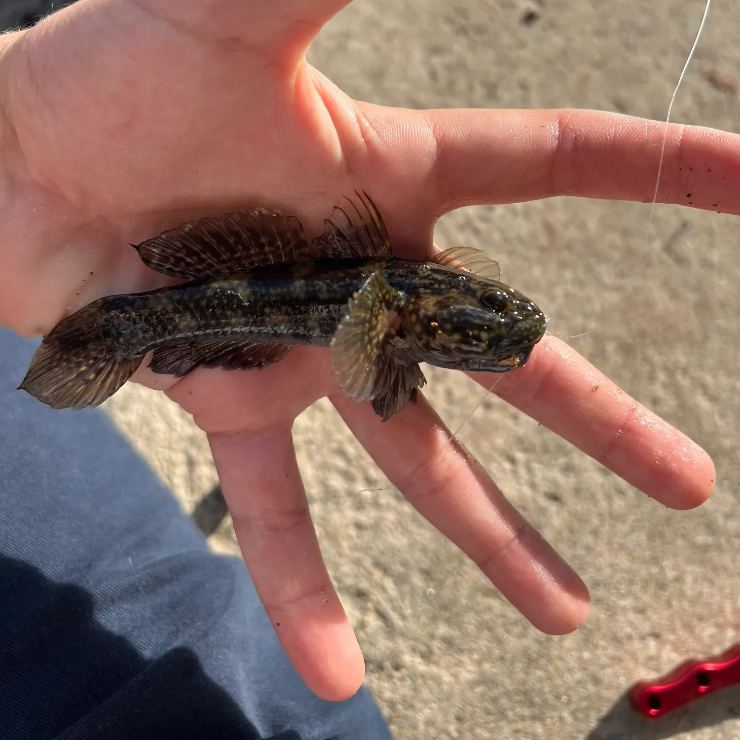 The most recent Frillfin goby catches on Fishbrain