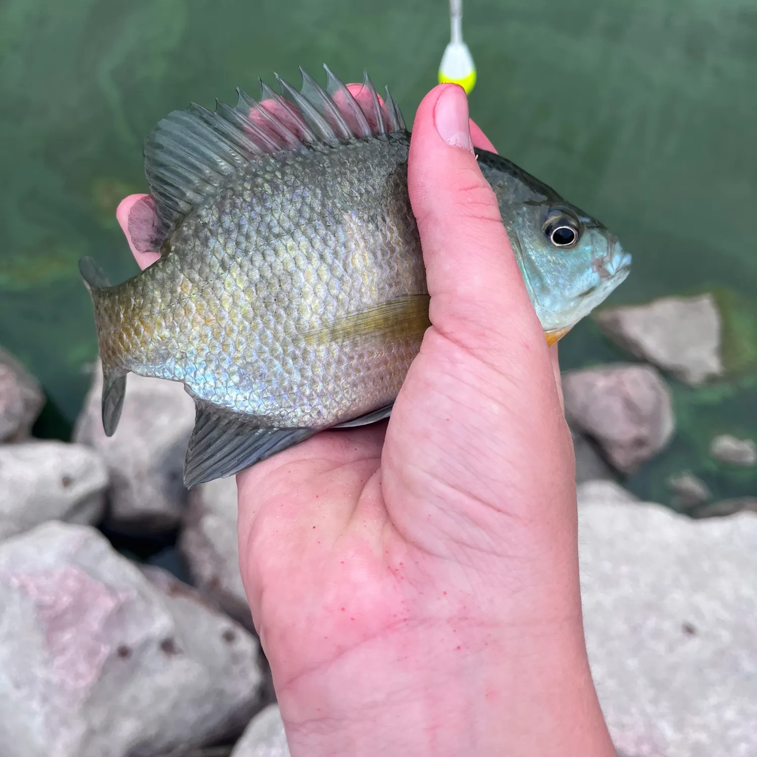 Bluegill caught on Fishbrain