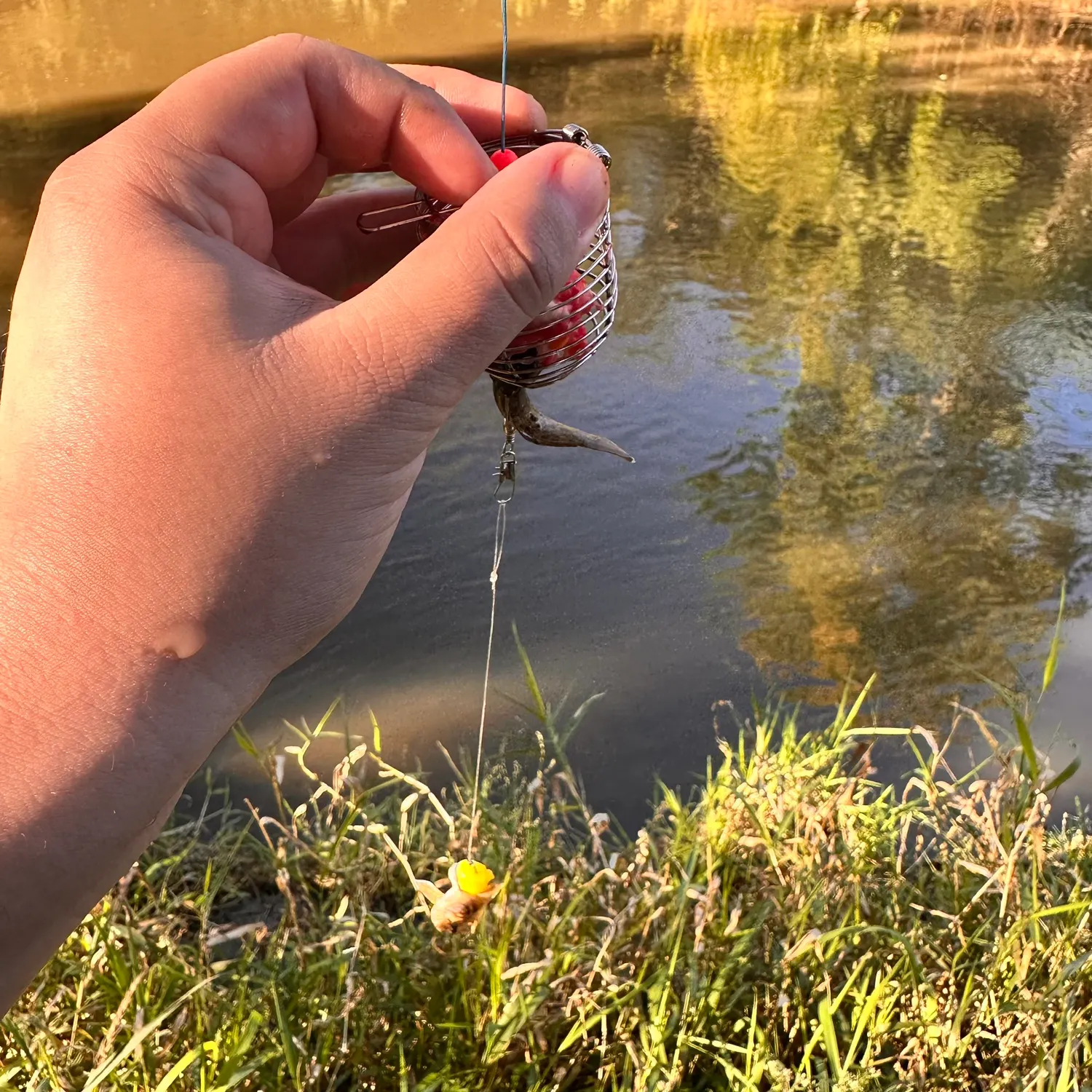 Round goby caught on Fishbrain