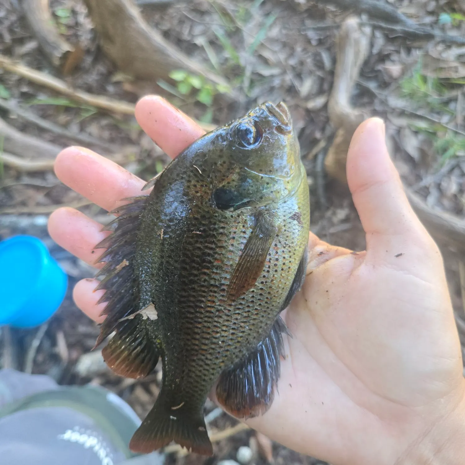 Spotted sunfish caught on Fishbrain