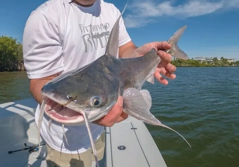 Gafftopsail sea catfish