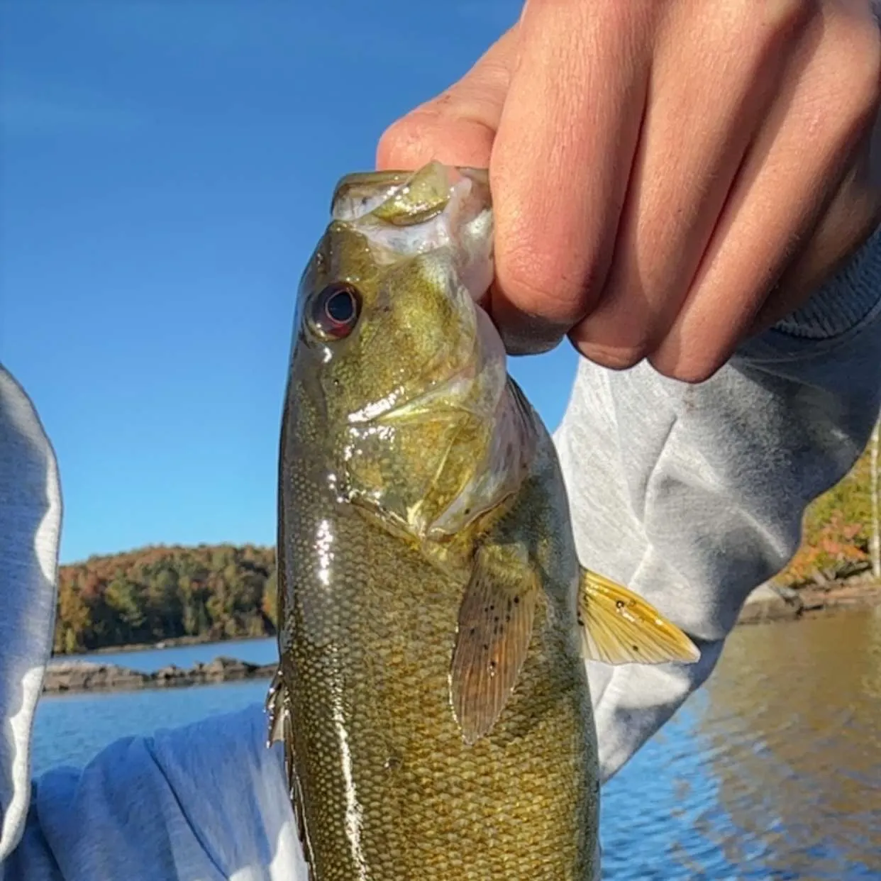 Smallmouth bass caught on Fishbrain