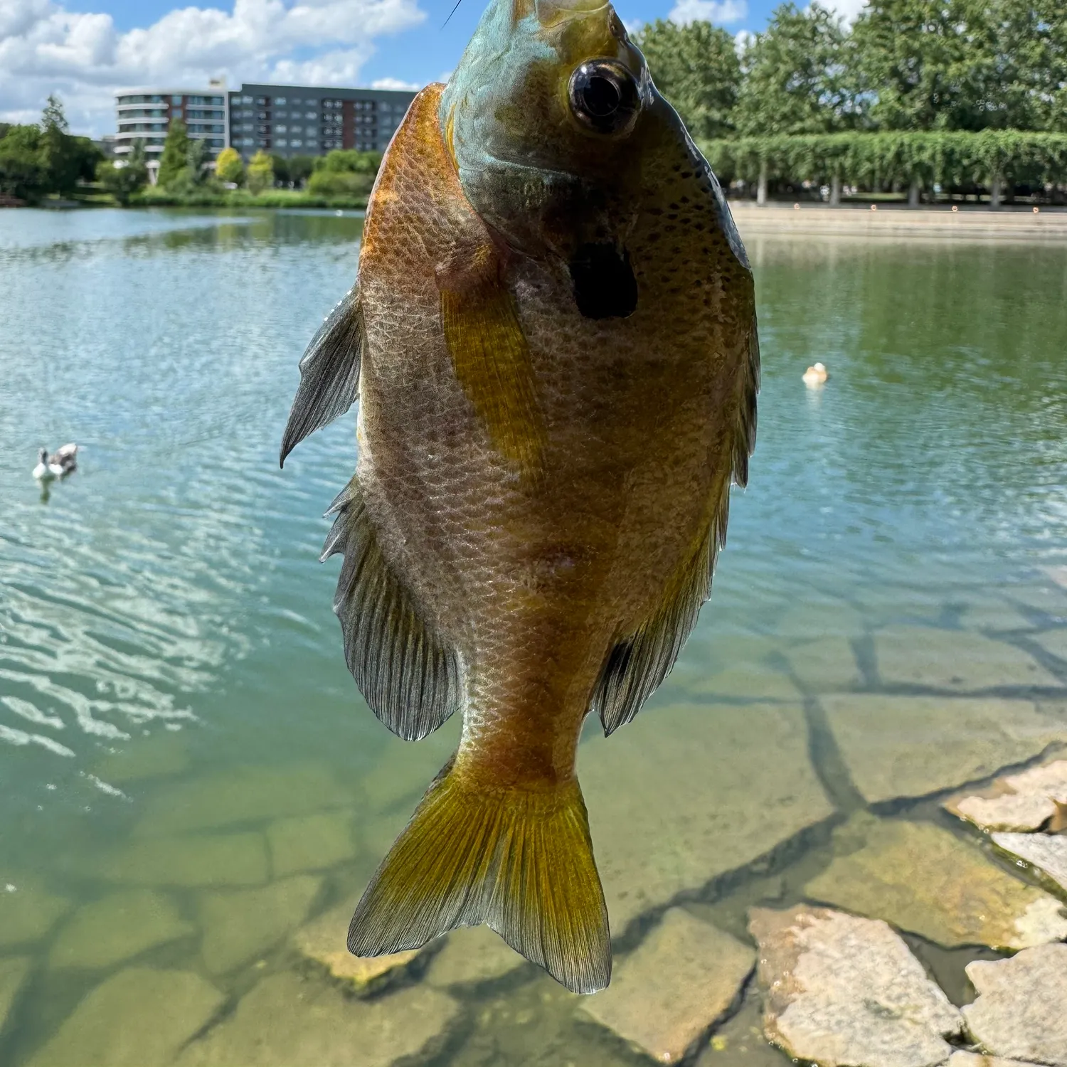 catch