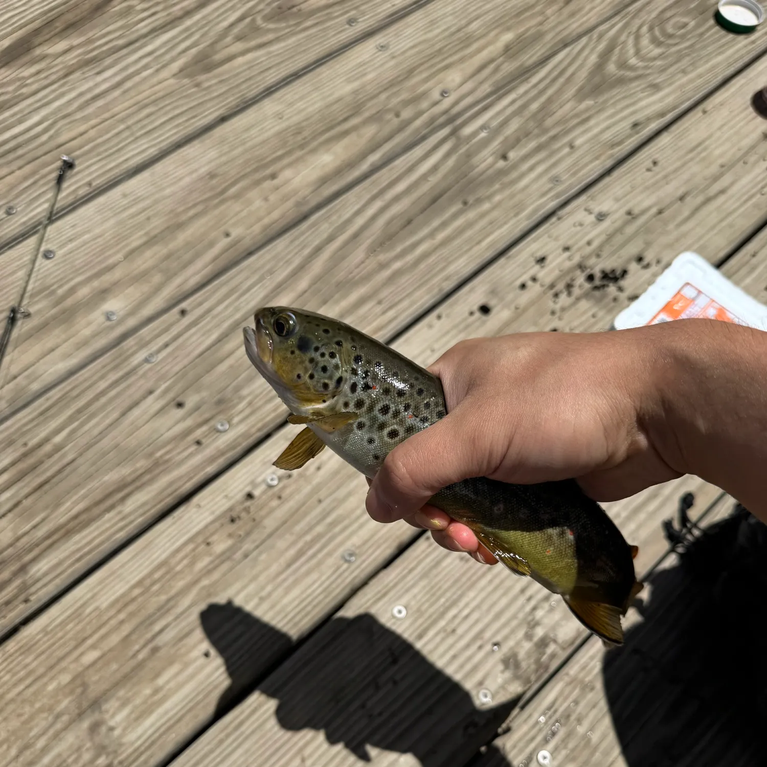 The most recent Lake trout catches on Fishbrain