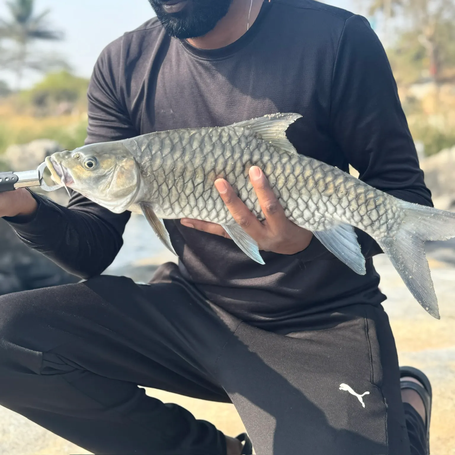 The most recent Tor mahseer catches on Fishbrain
