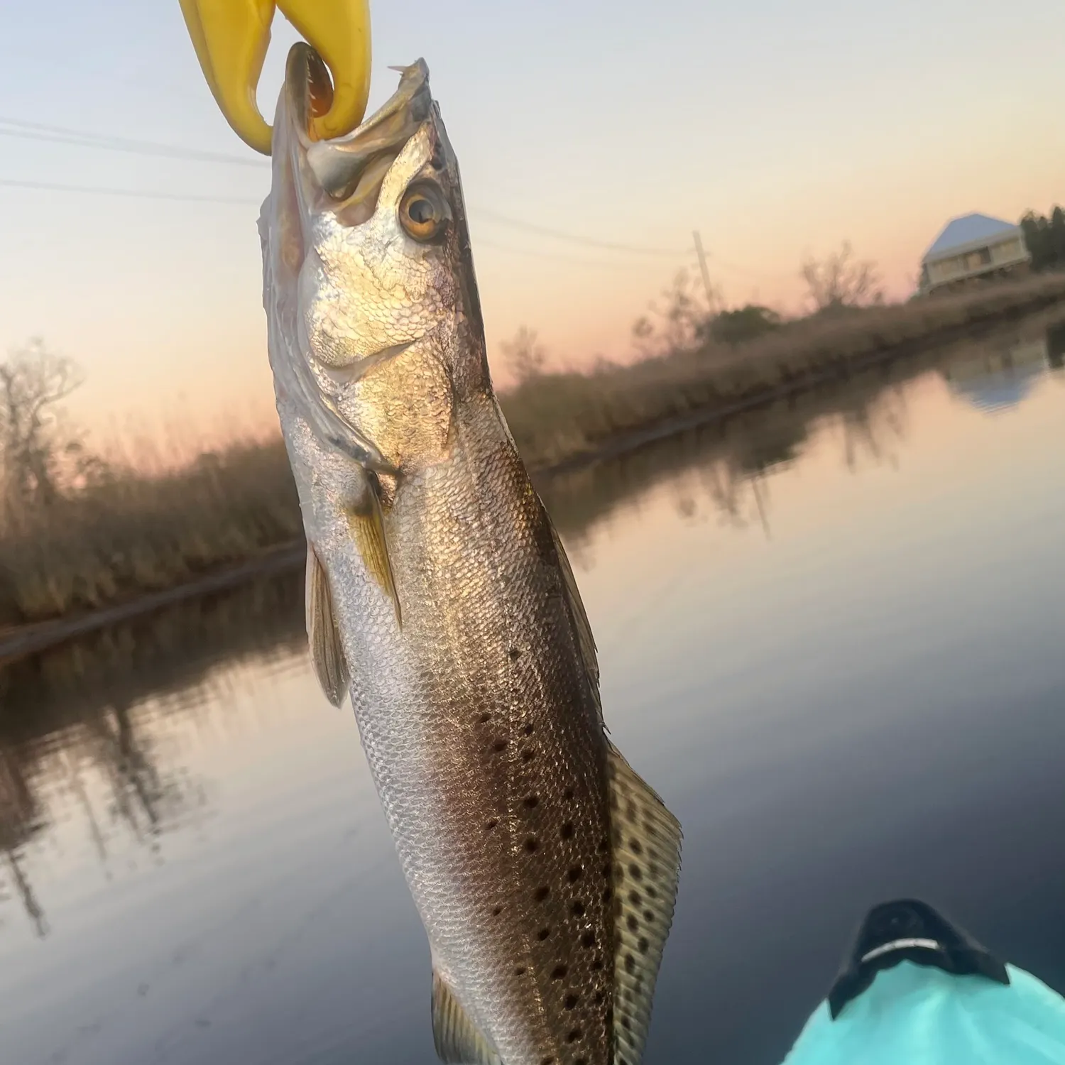 The most recent Spotted seatrout catches on Fishbrain