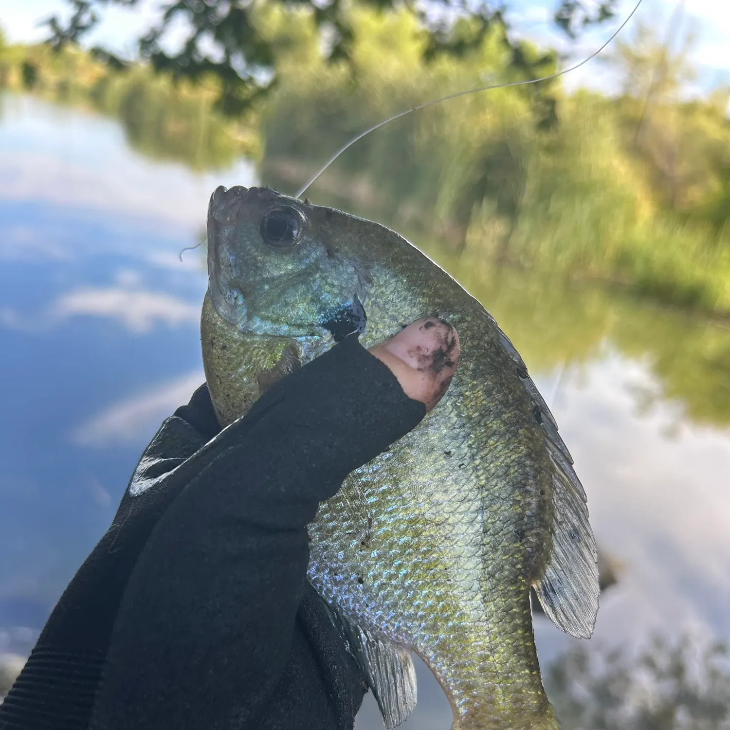 Bluegill caught on Fishbrain