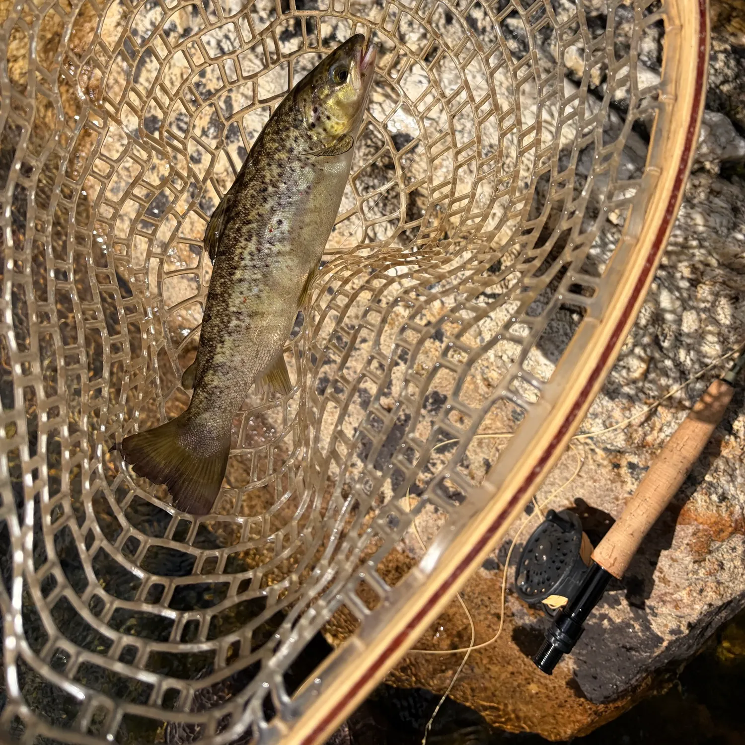 Landlocked atlantic salmon caught on Fishbrain