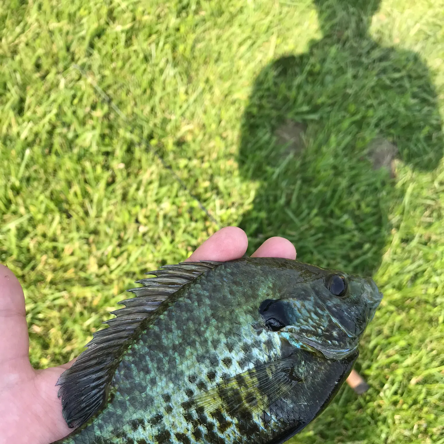 The most recent Greengill hybrid catches on Fishbrain