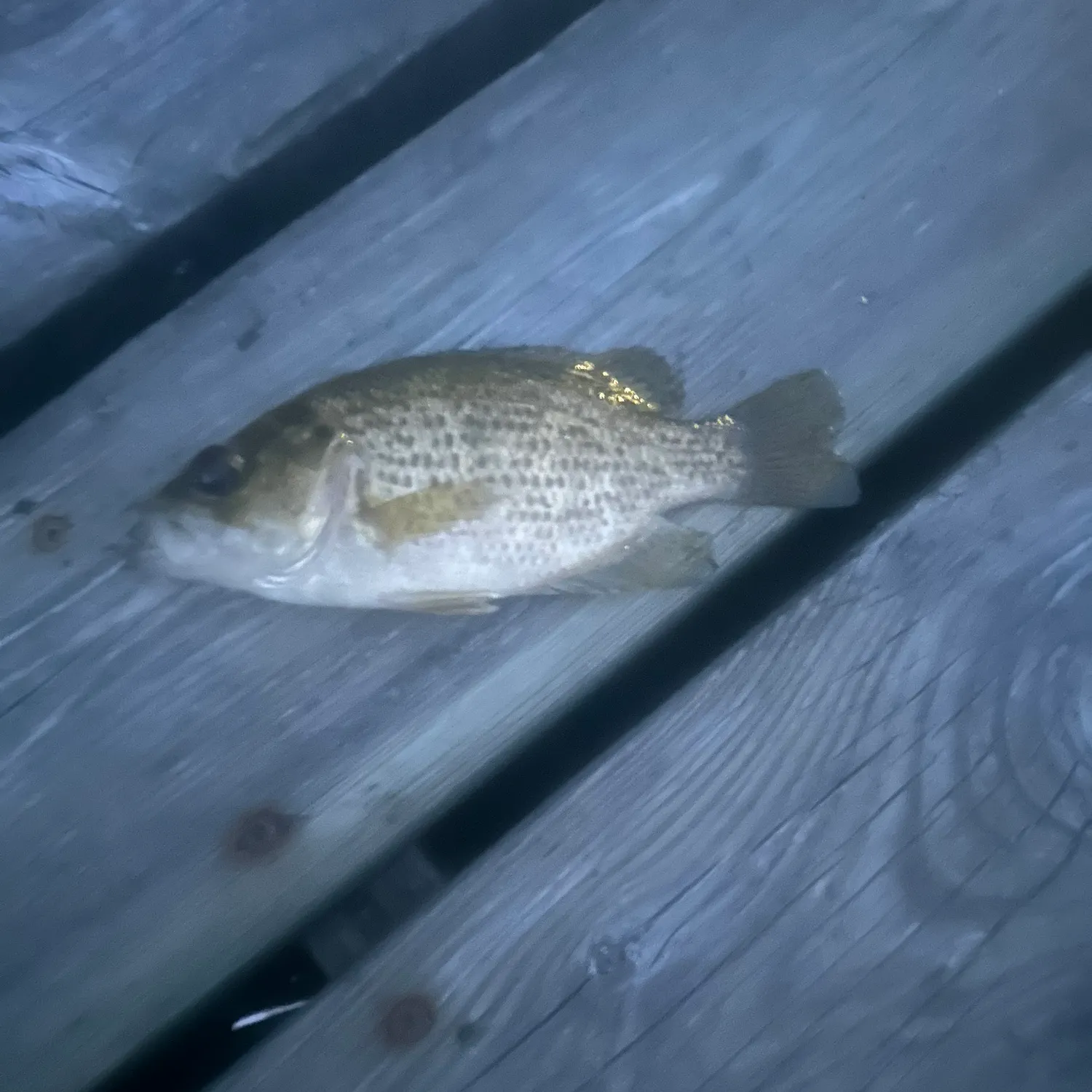 Rock bass caught on Fishbrain