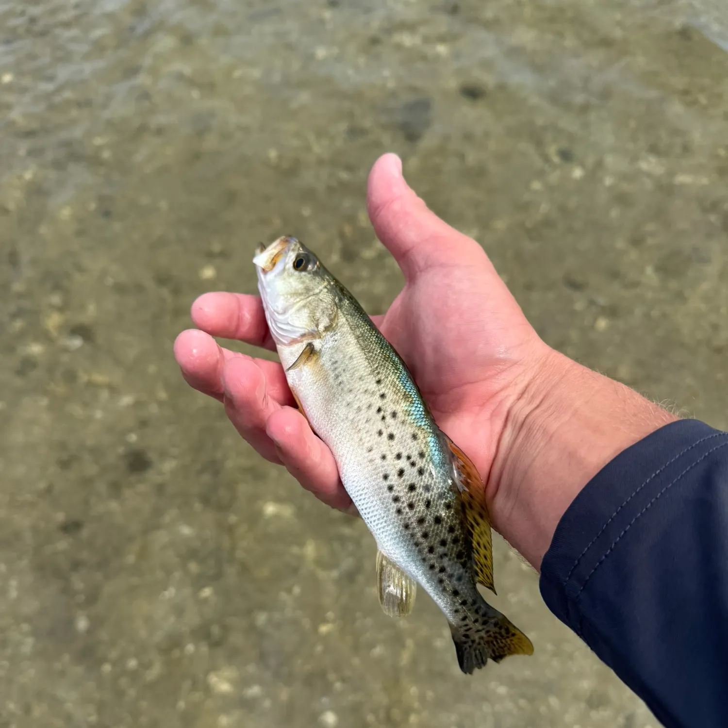Spotted seatrout caught on Fishbrain