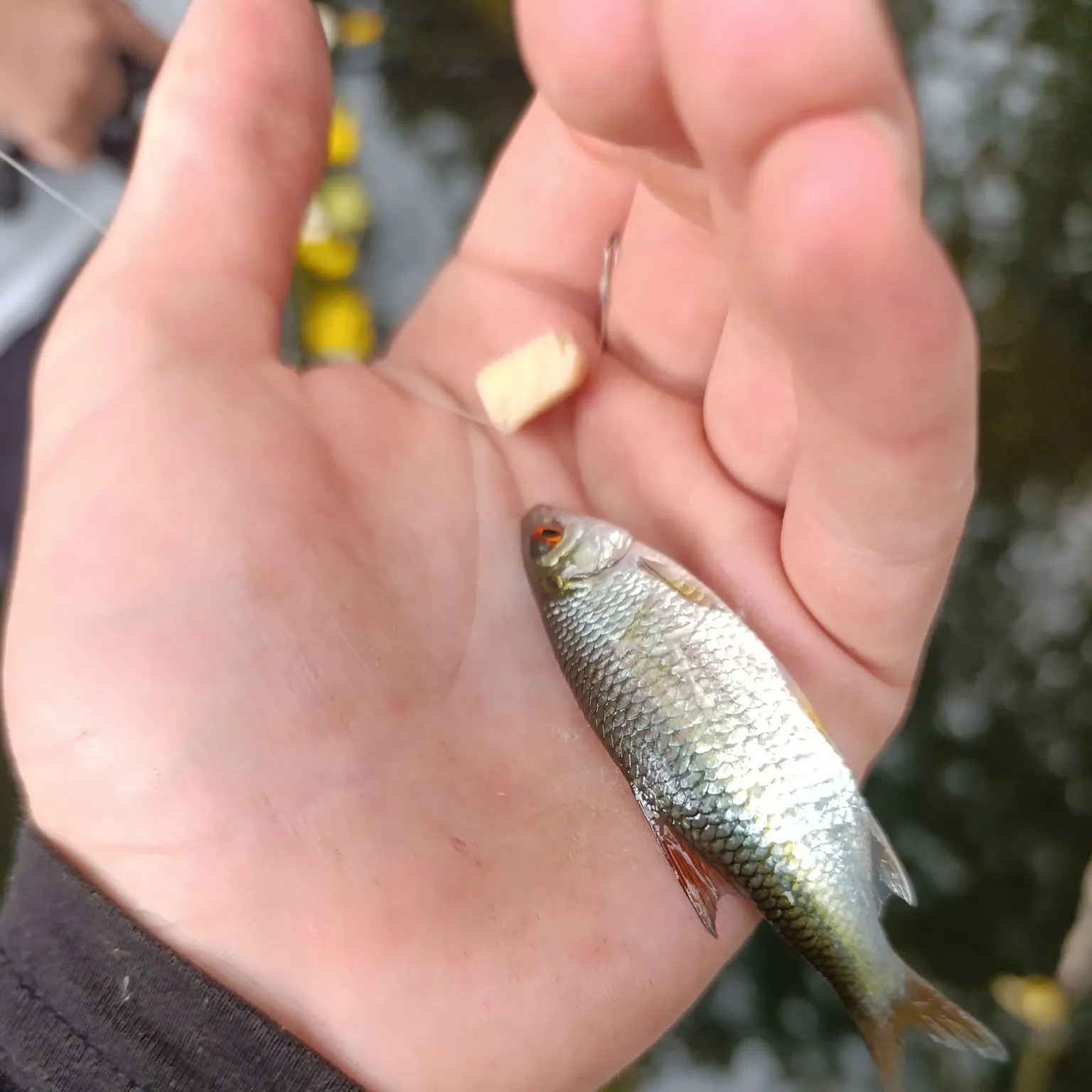 Common roach caught on Fishbrain