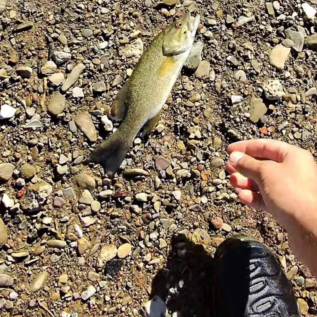 Smallmouth bass caught on Fishbrain