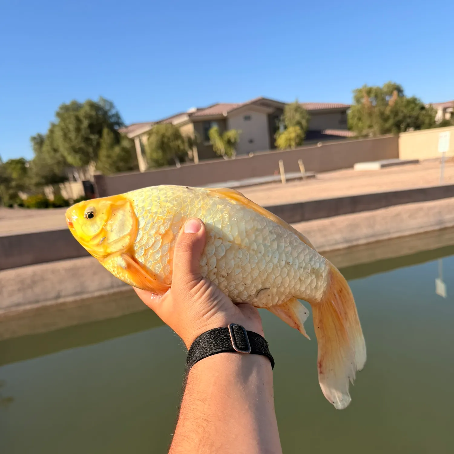 The most recent Goldfish catches on Fishbrain