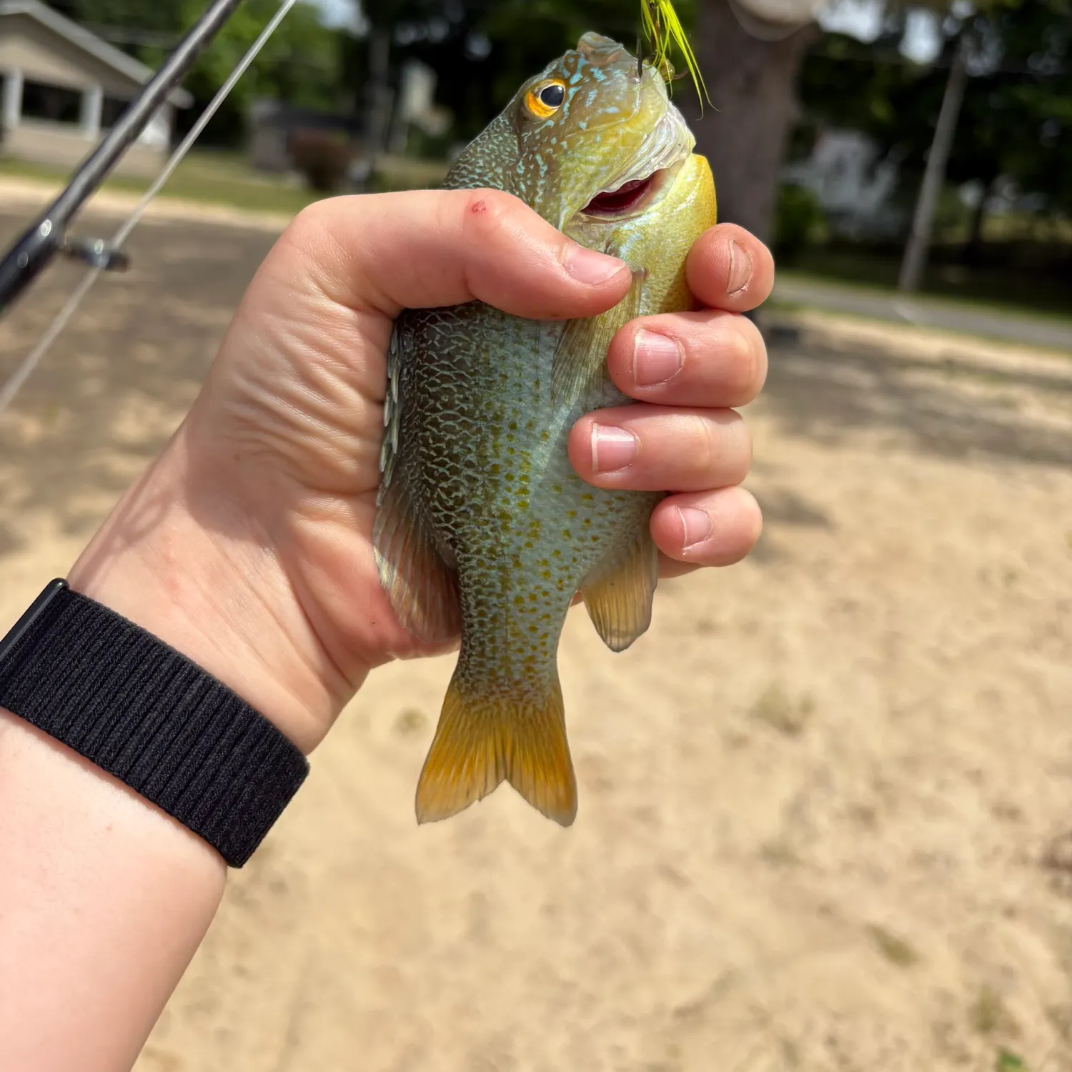 catch
