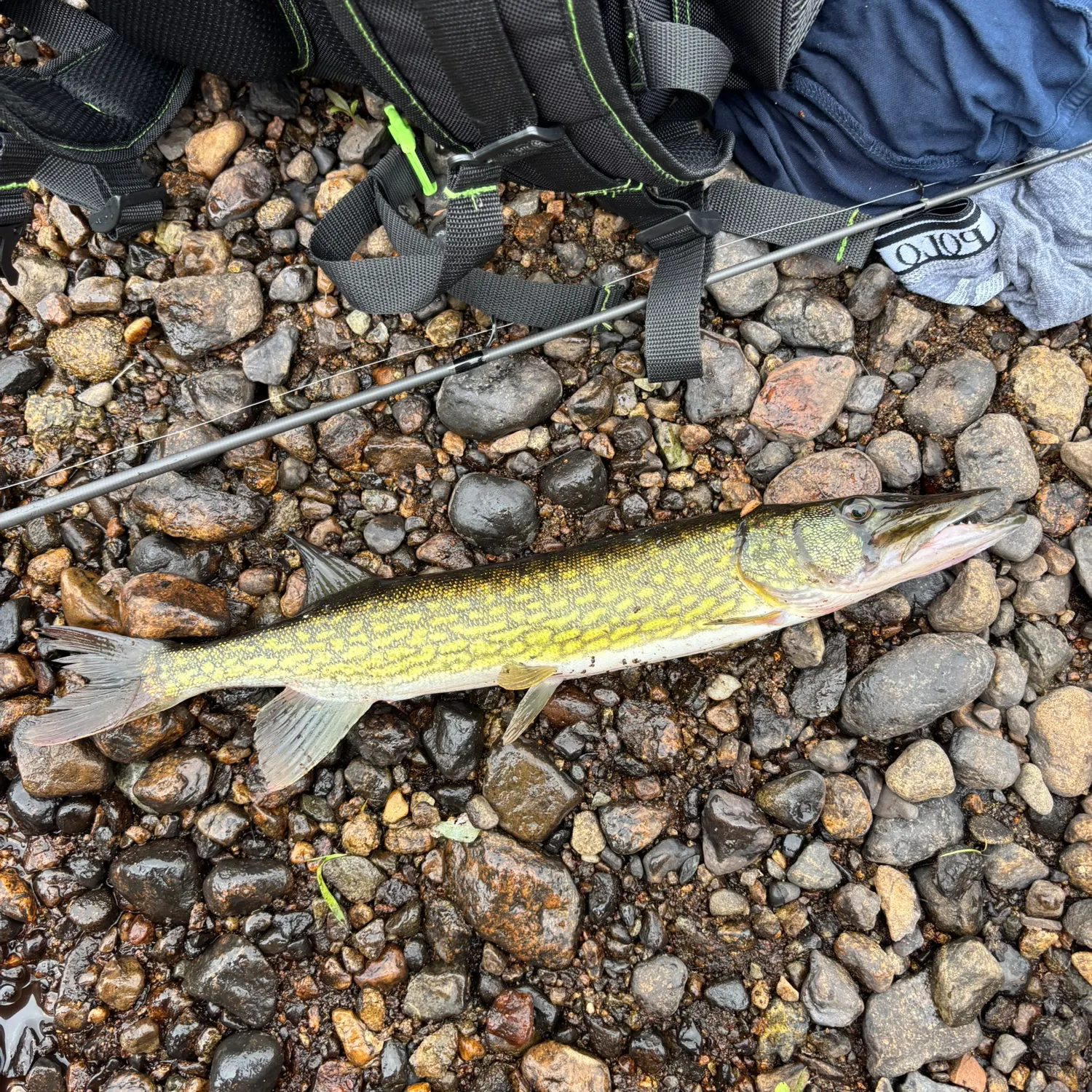 The most recent Chain pickerel catches on Fishbrain