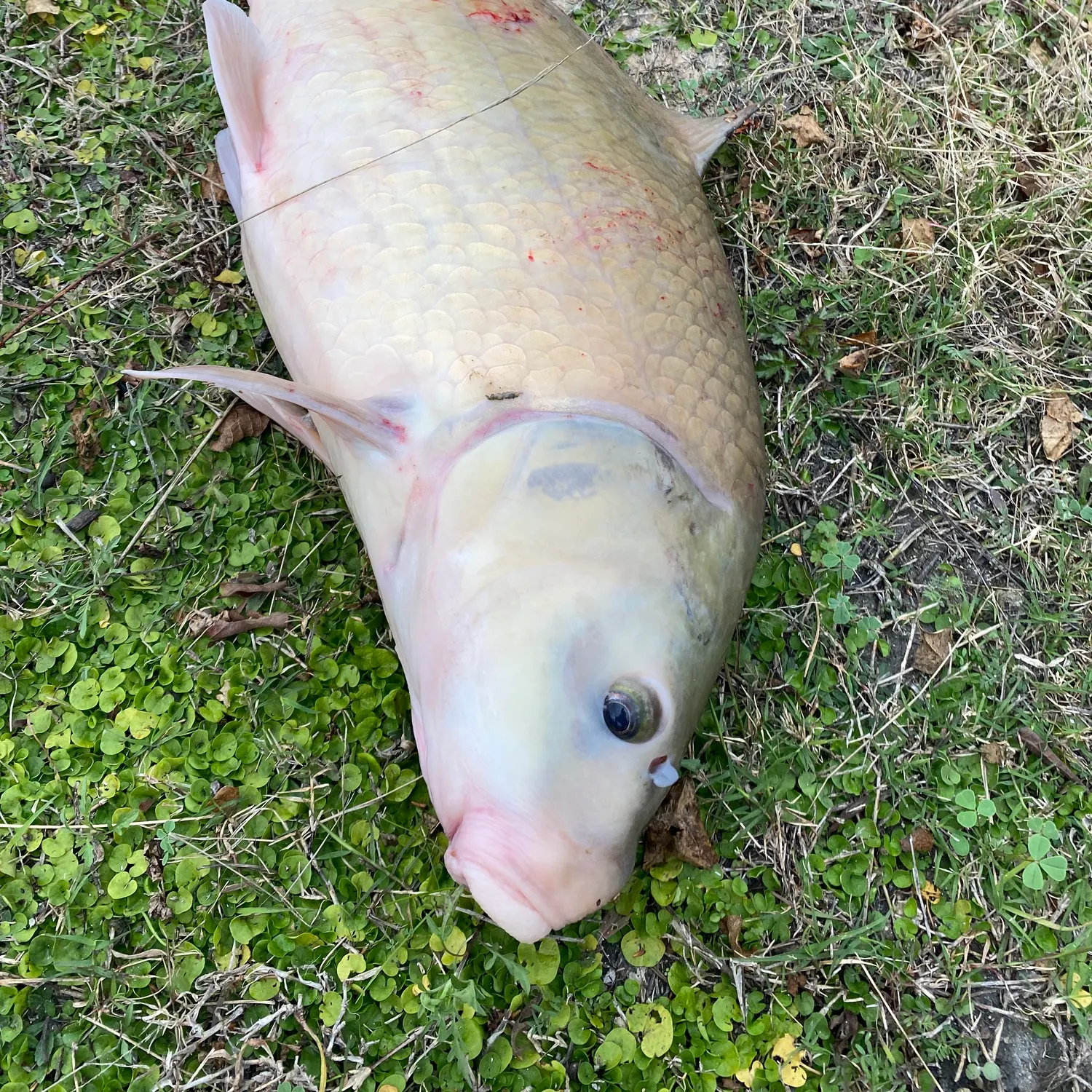The most recent Smallmouth buffalo catches on Fishbrain