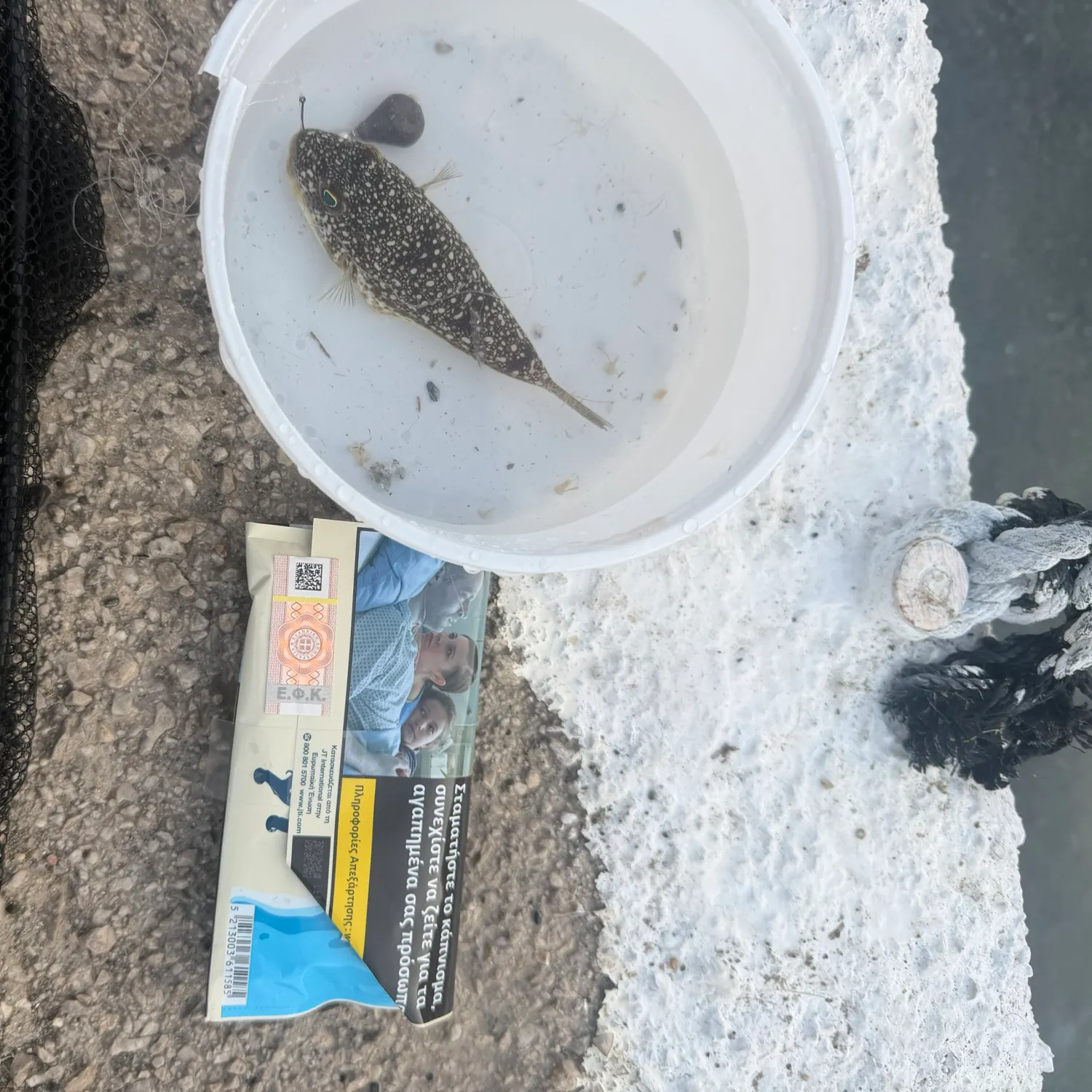 The most recent Yellowspotted puffer catches on Fishbrain