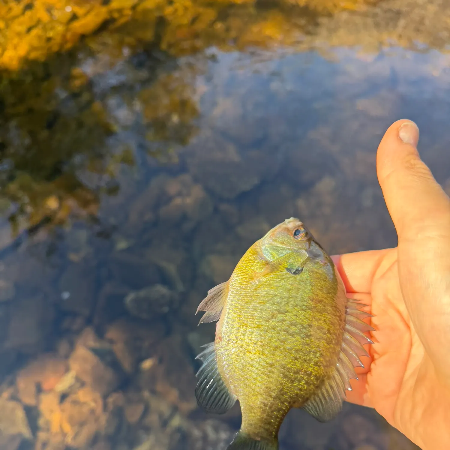 Bluegill caught on Fishbrain