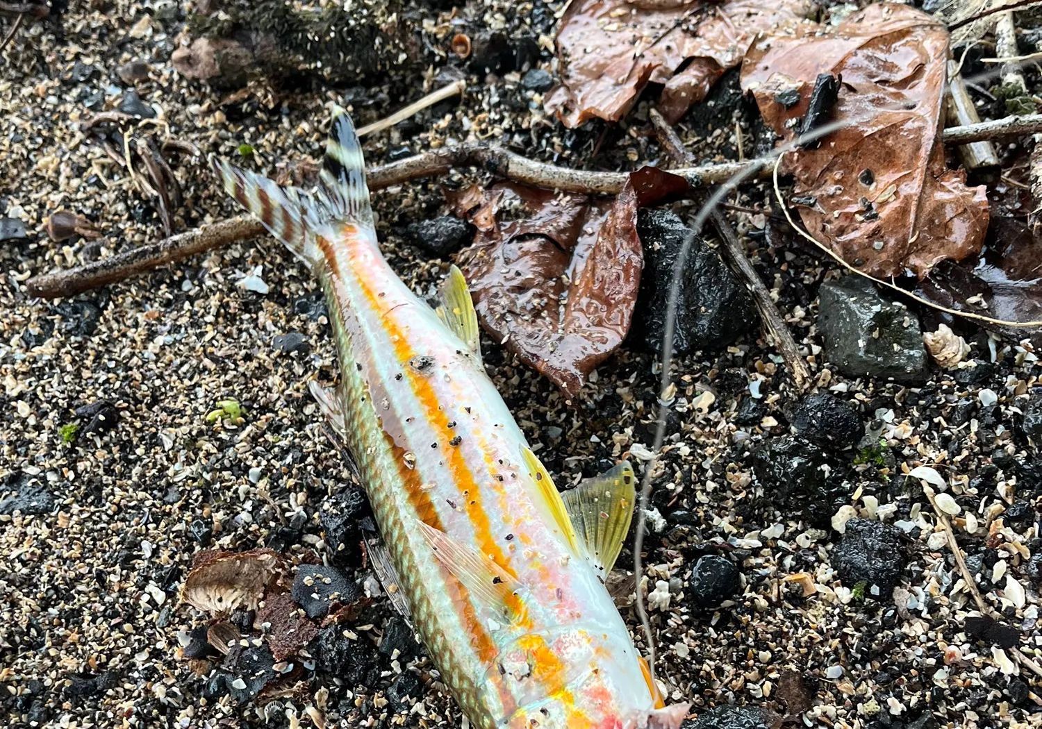 Striped goatfish