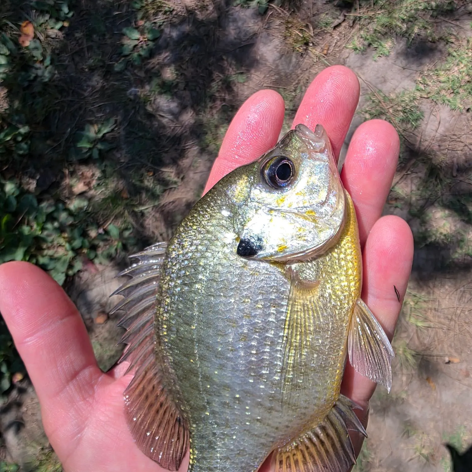Bluegill caught on Fishbrain