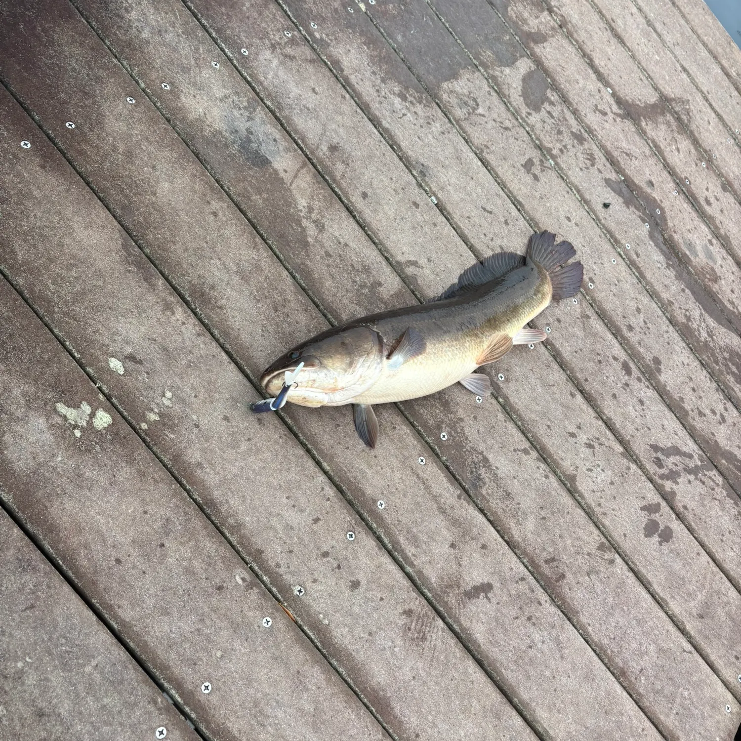 The most recent Ruddy bowfin catches on Fishbrain