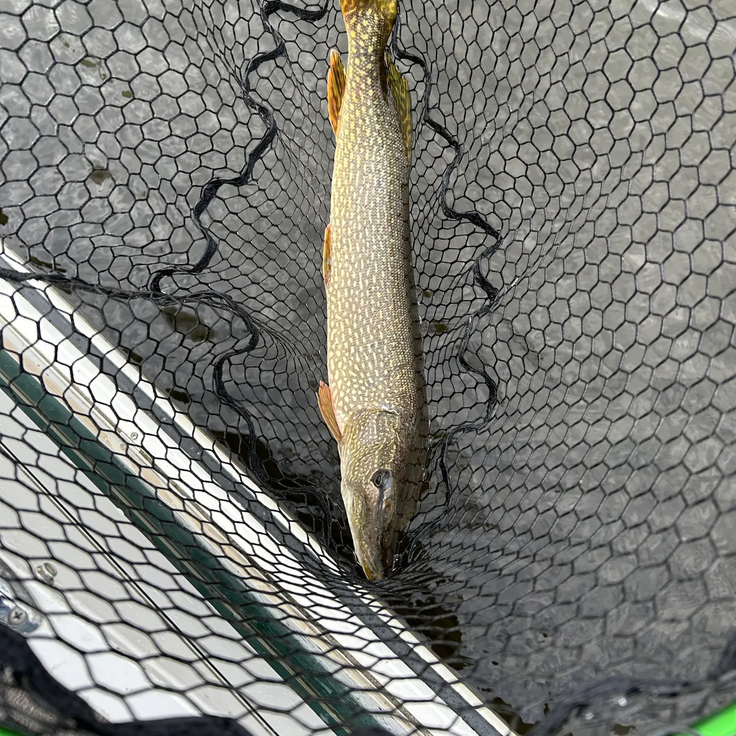 Northern pike caught on Fishbrain