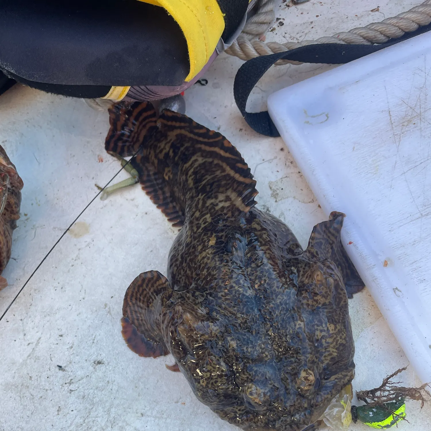 Oyster toadfish caught on Fishbrain