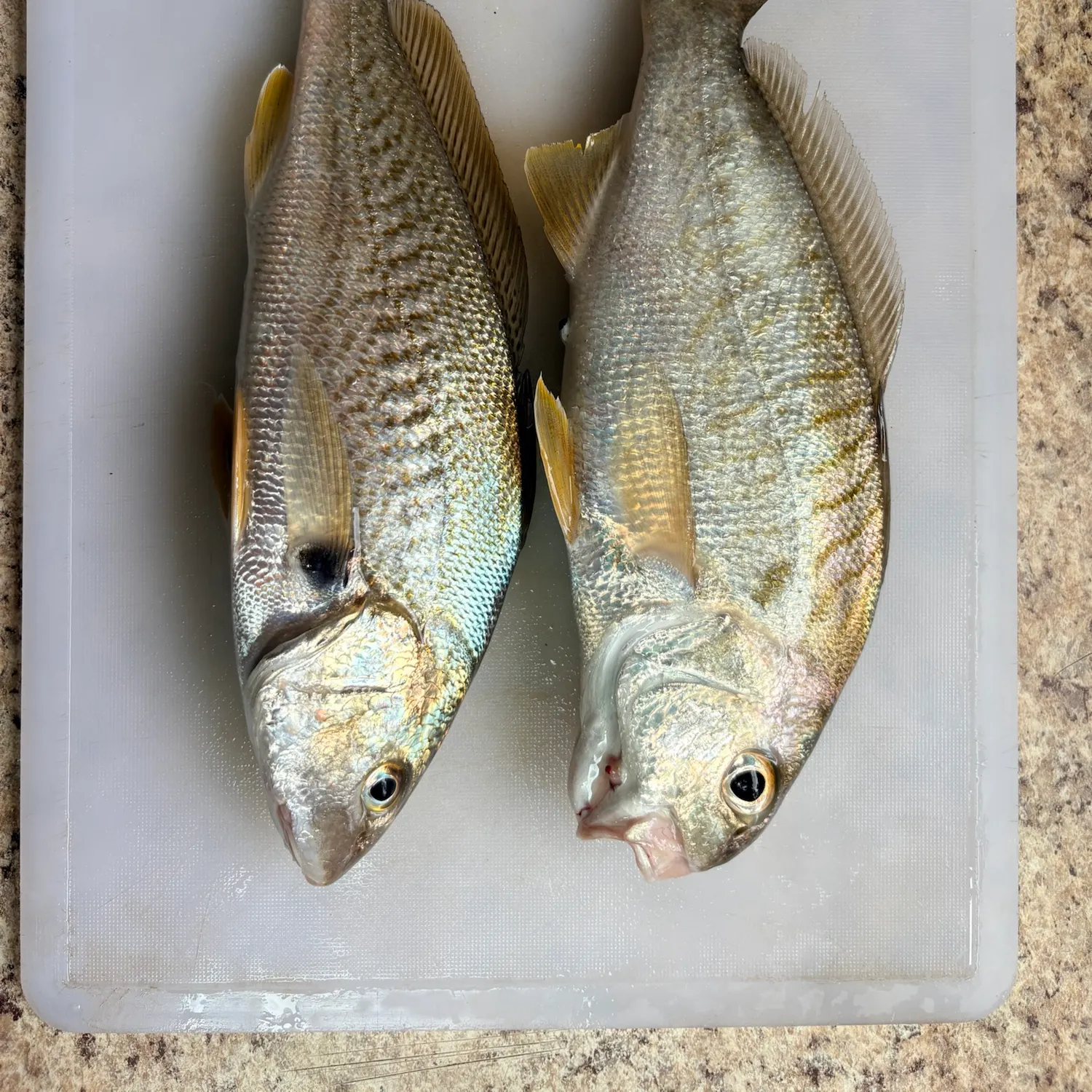 Atlantic croaker caught on Fishbrain