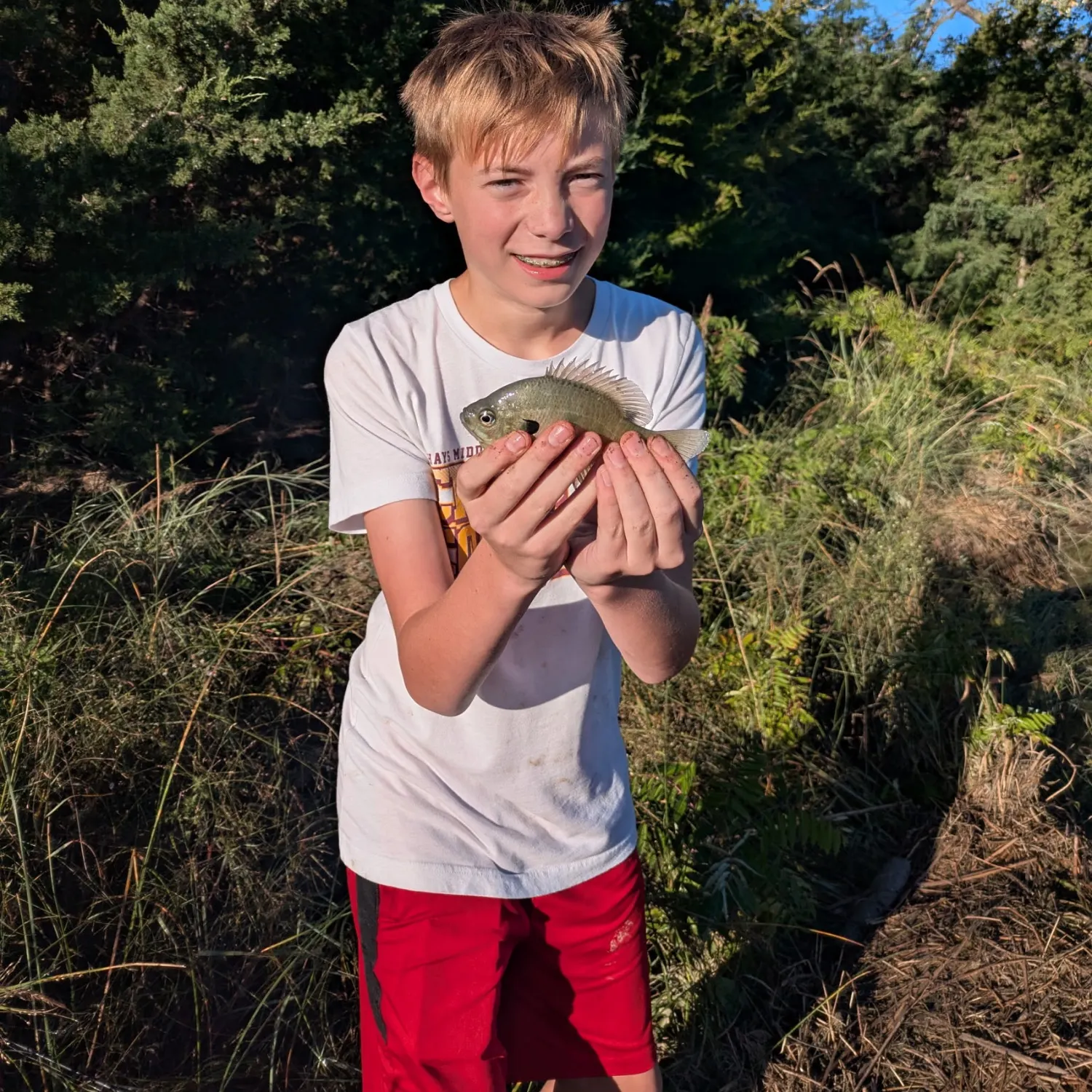 Bluegill caught on Fishbrain