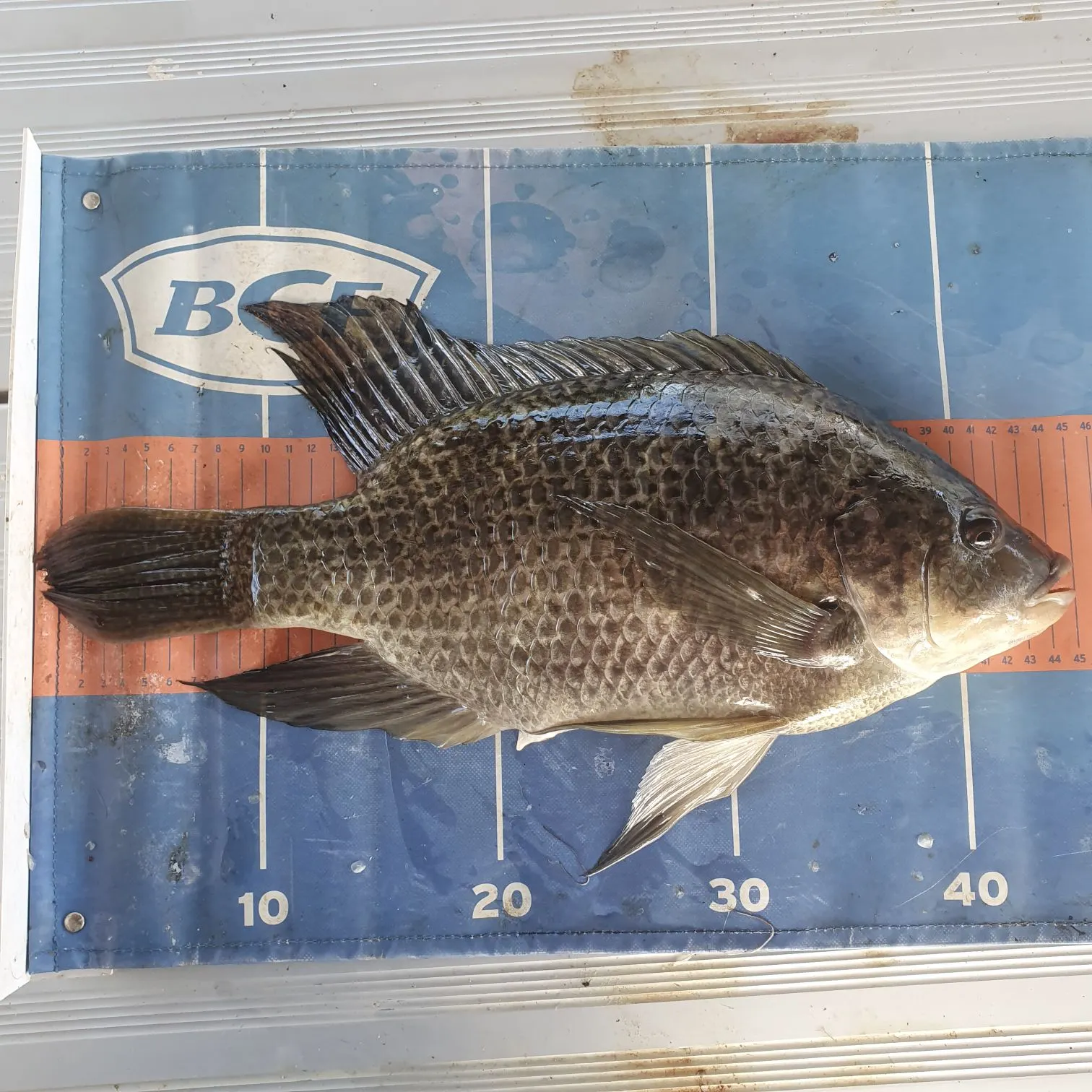 The most recent Mozambique tilapia catches on Fishbrain