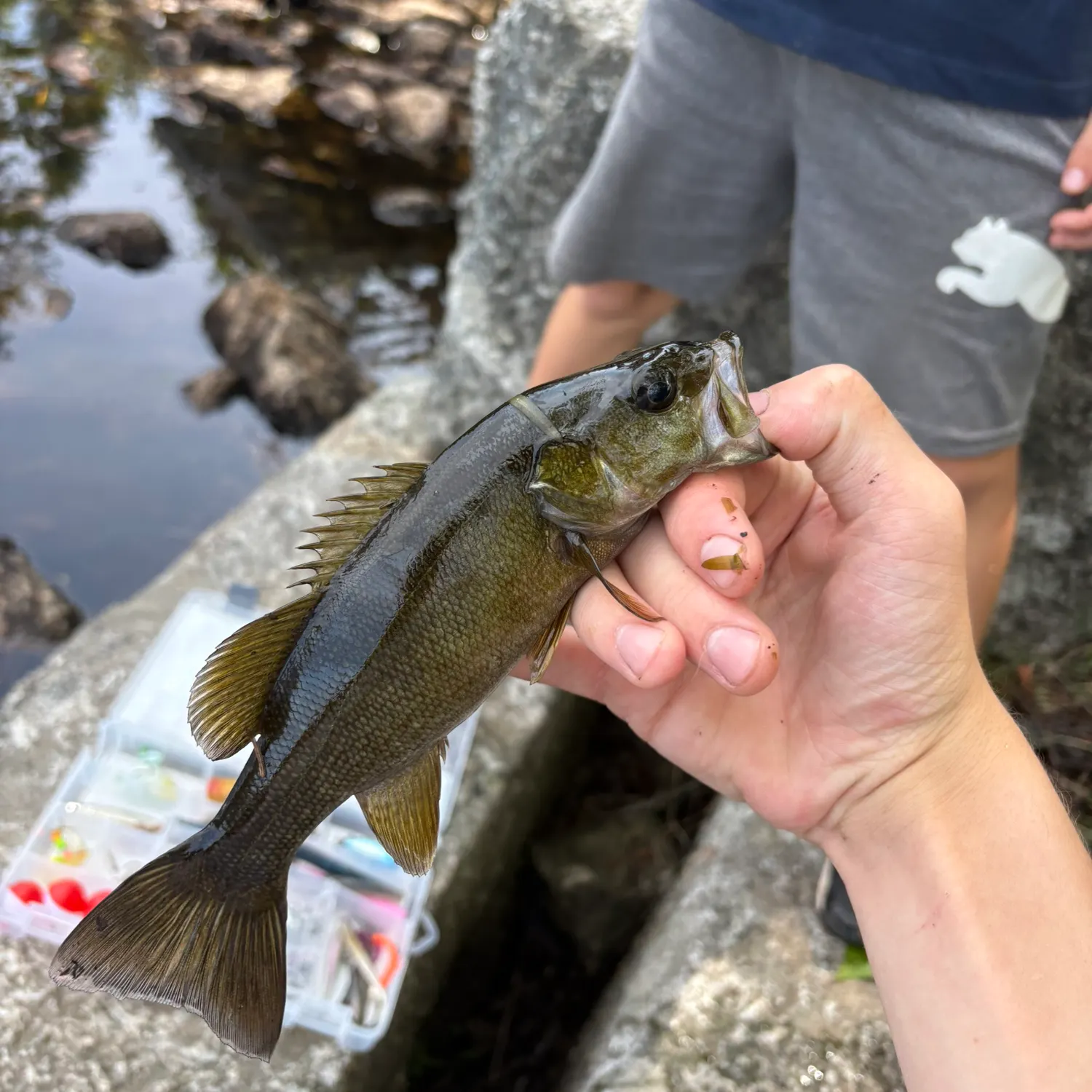 Smallmouth bass caught on Fishbrain