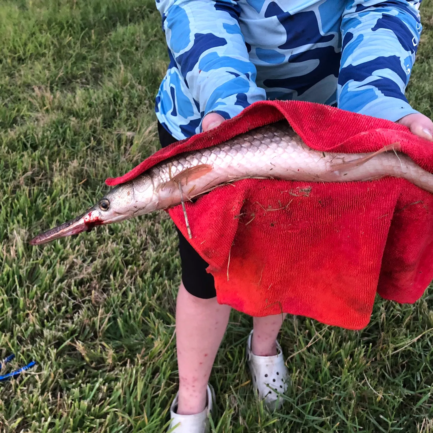 The most recent Shortnose gar catches on Fishbrain