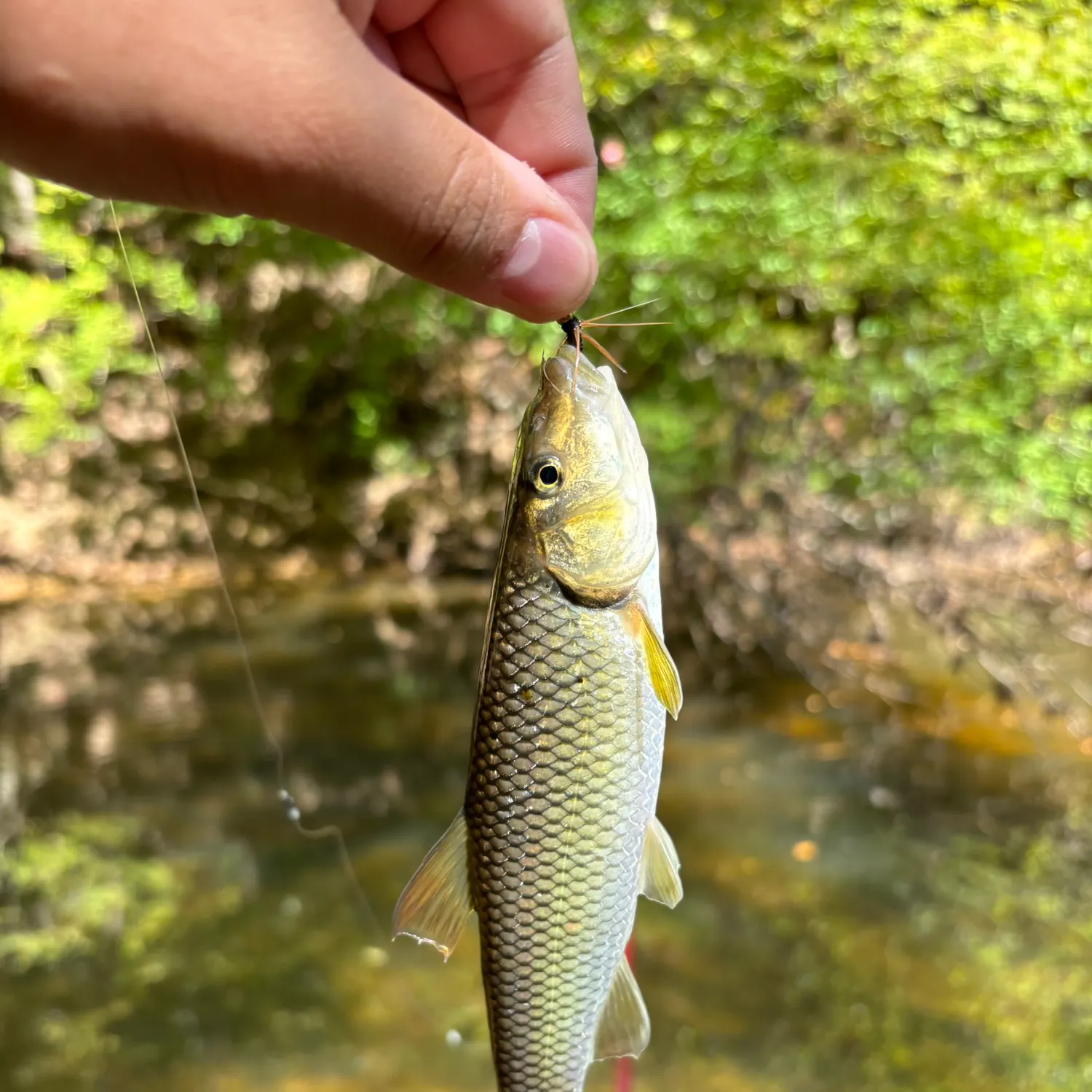 Redtail chub caught on Fishbrain